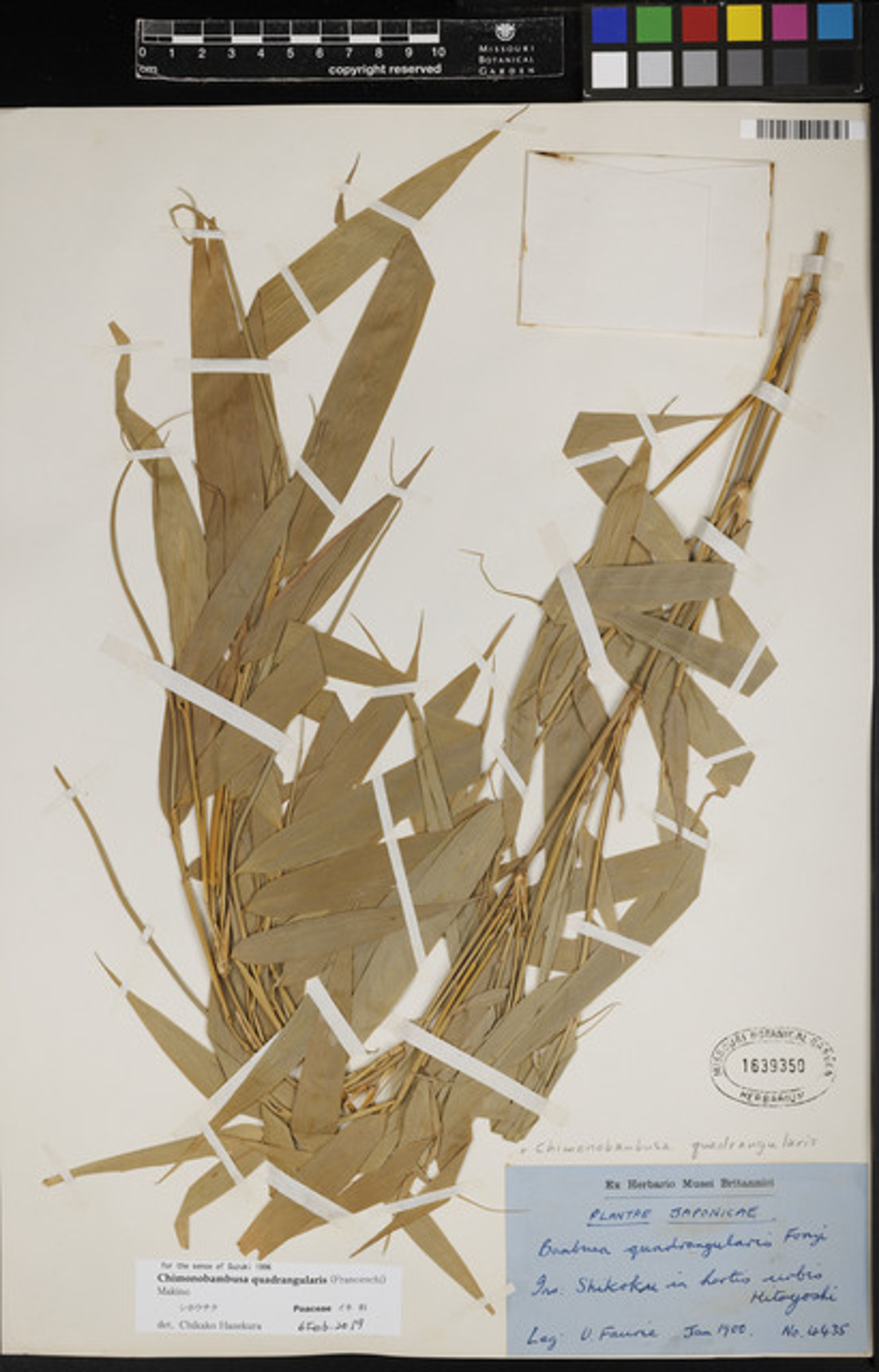 Chimonobambusa quadrangularis - 85