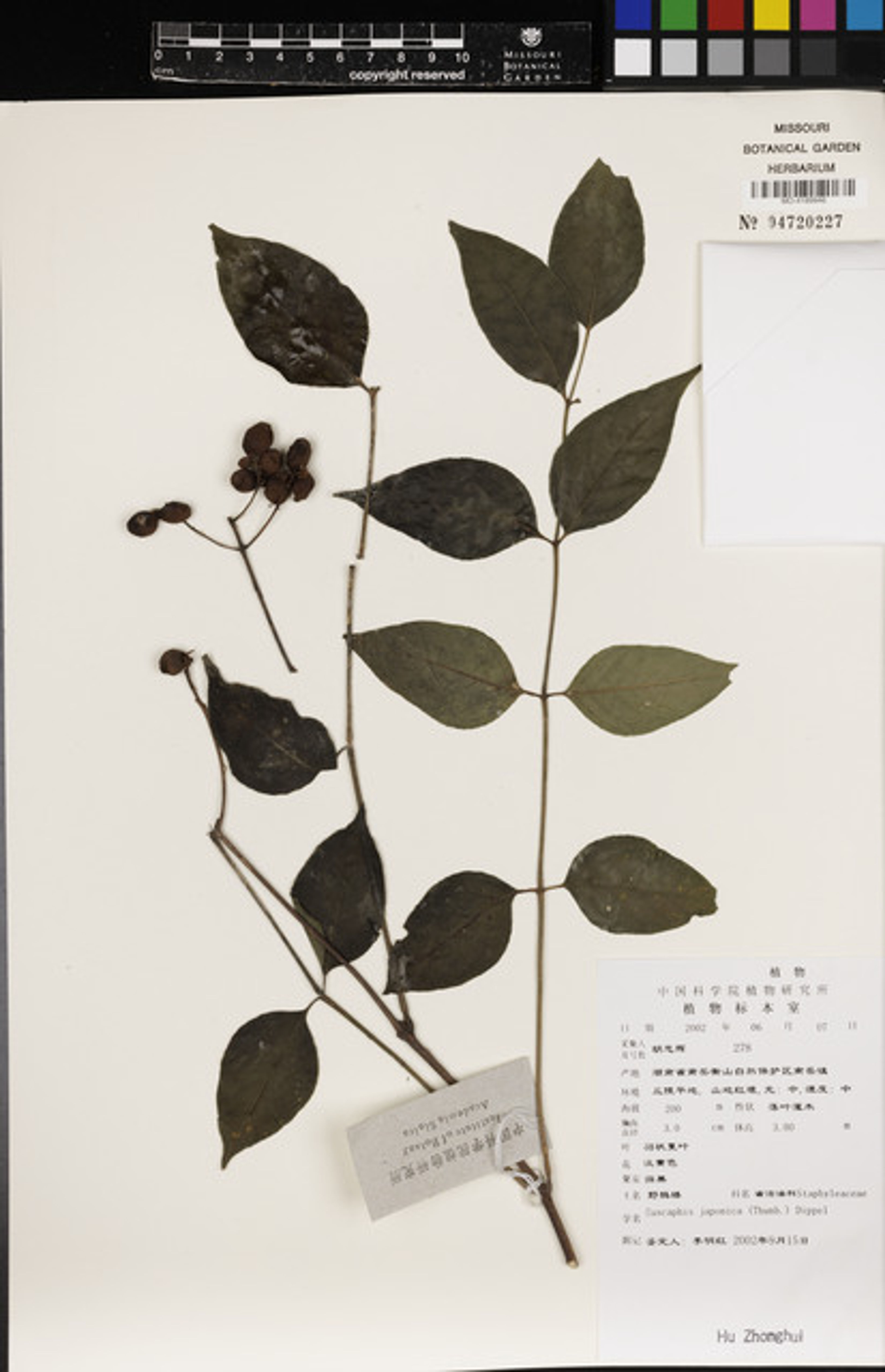 Euscaphis japonica - 21