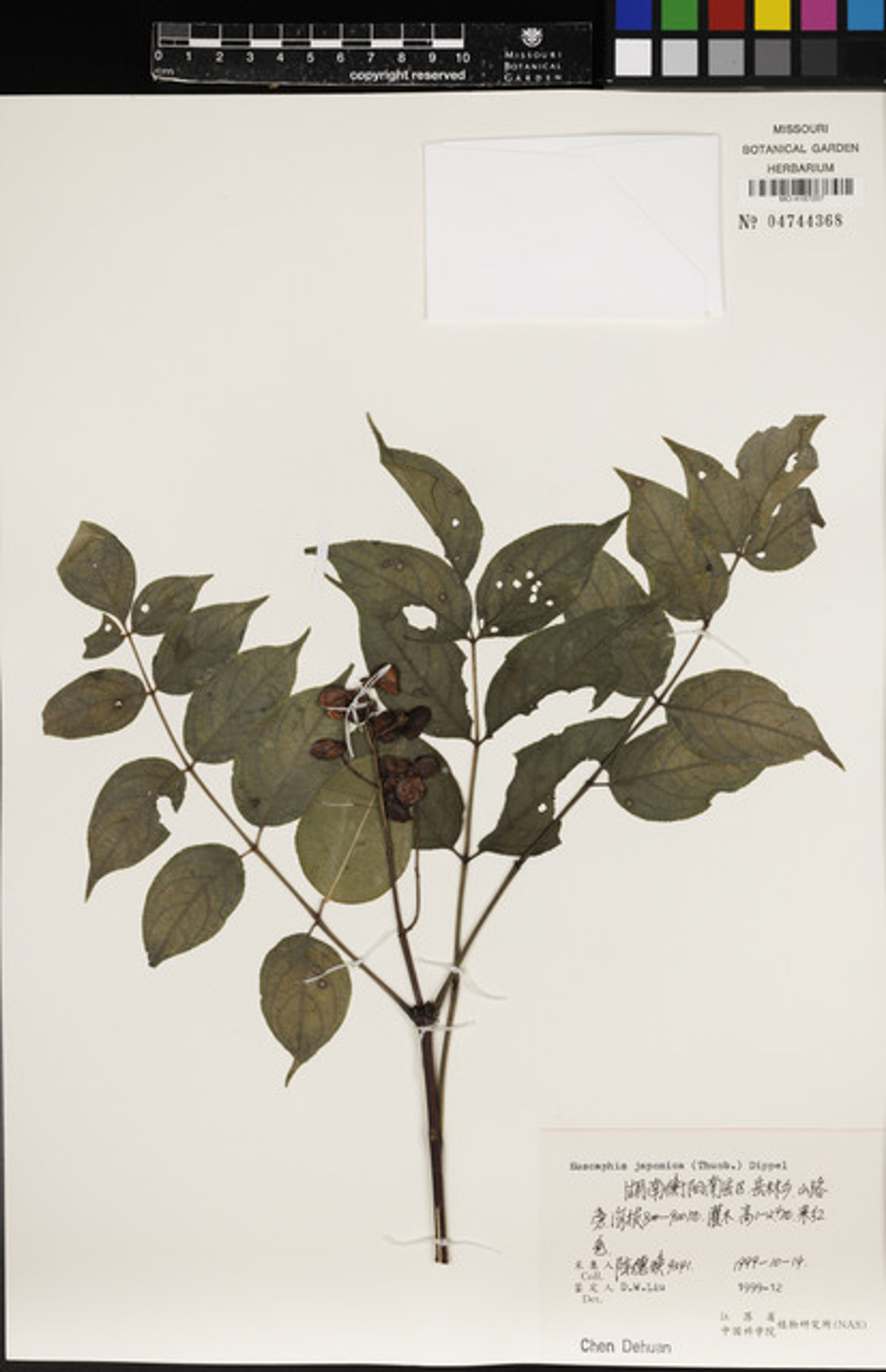 Euscaphis japonica - 109