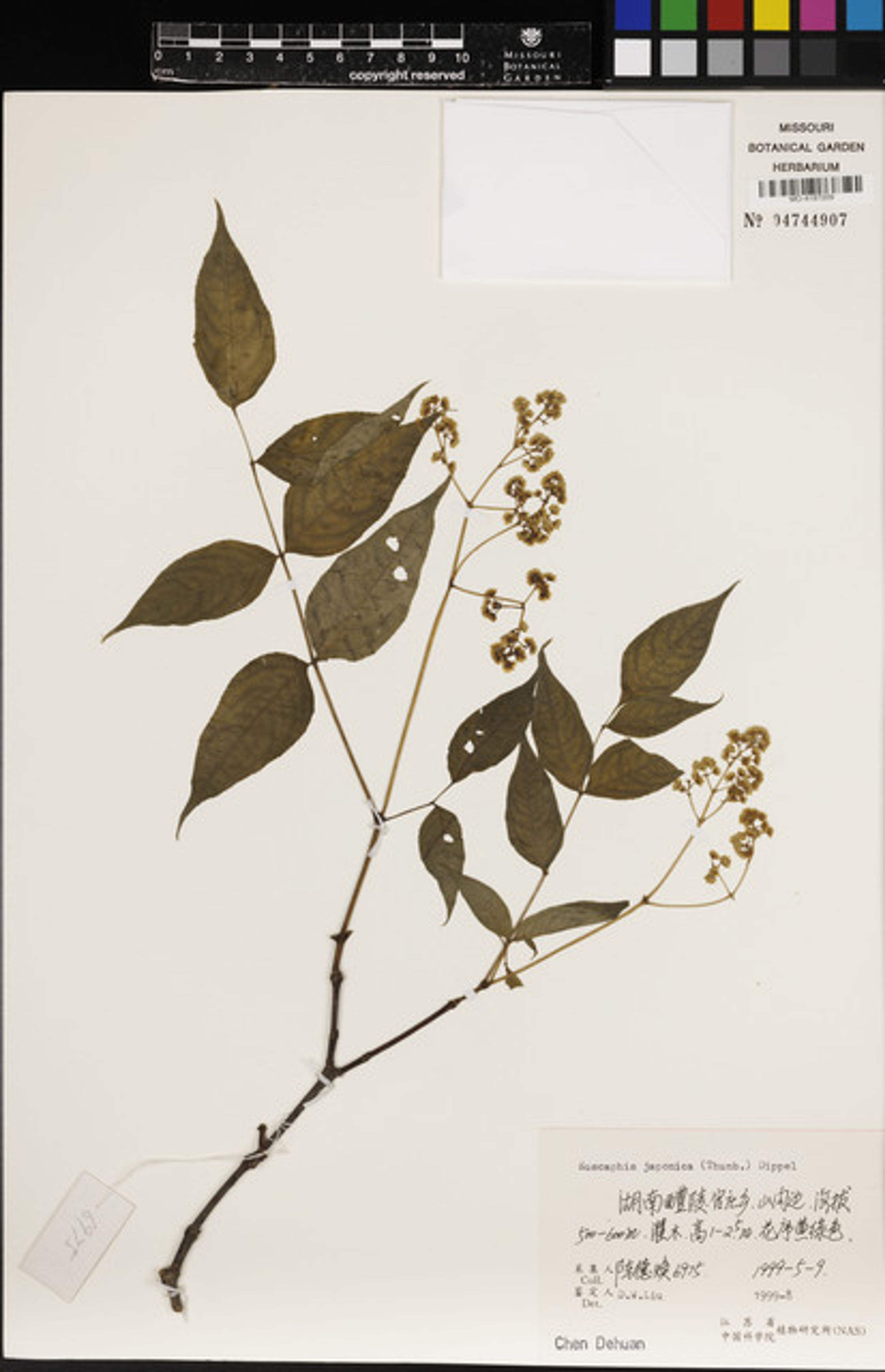 Euscaphis japonica - 37
