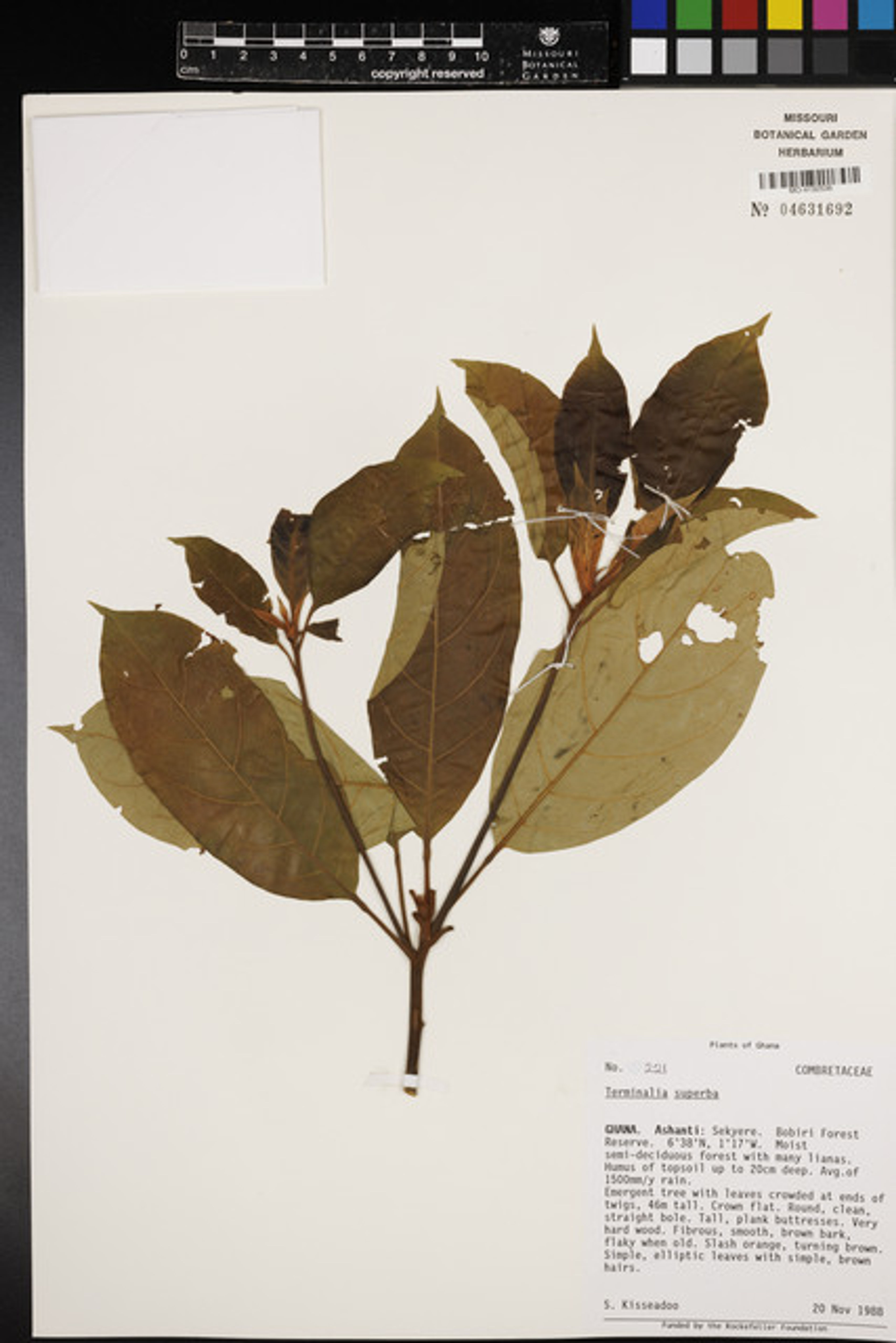 Terminalia superba - 74