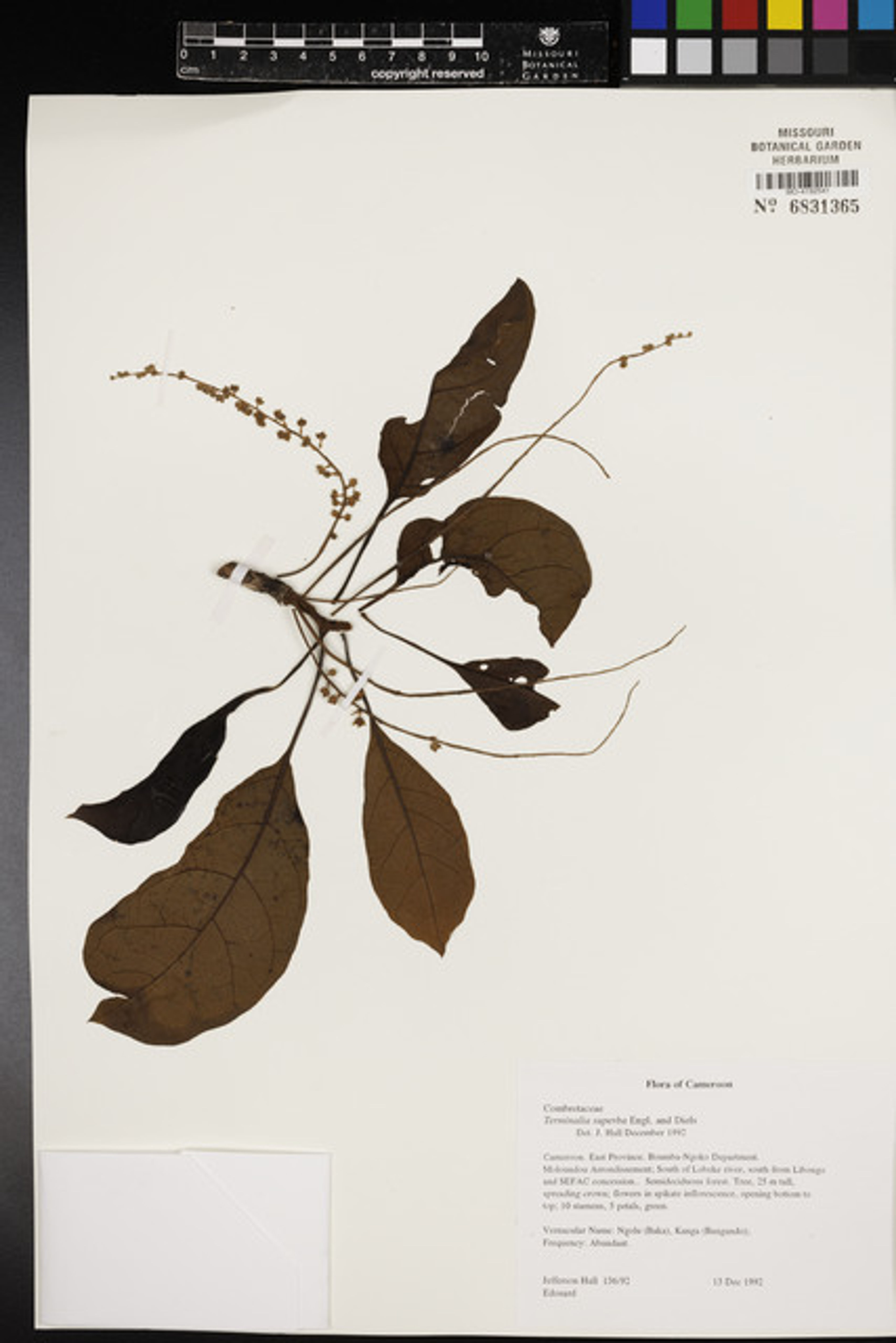 Terminalia superba - 79