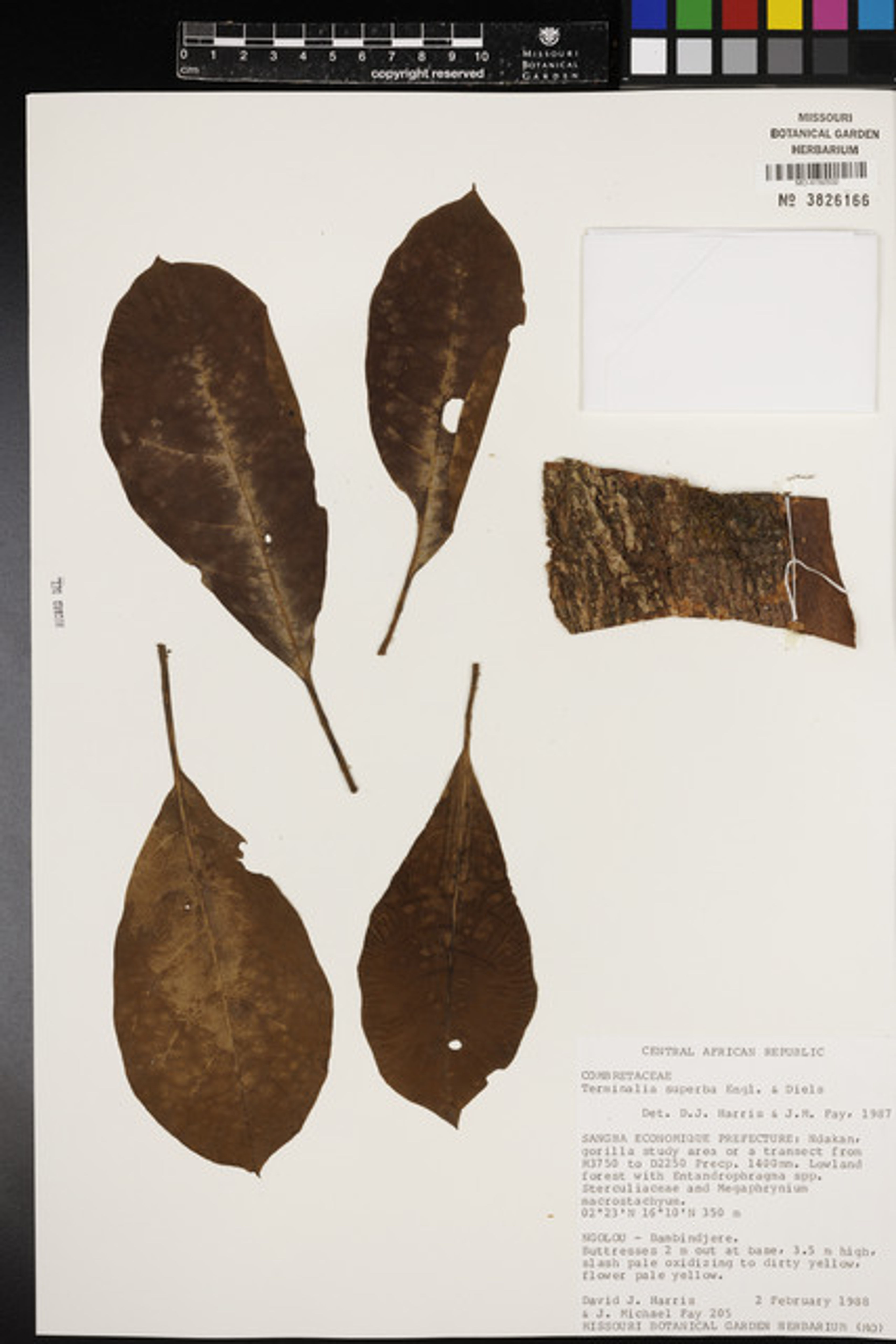 Terminalia superba - 46
