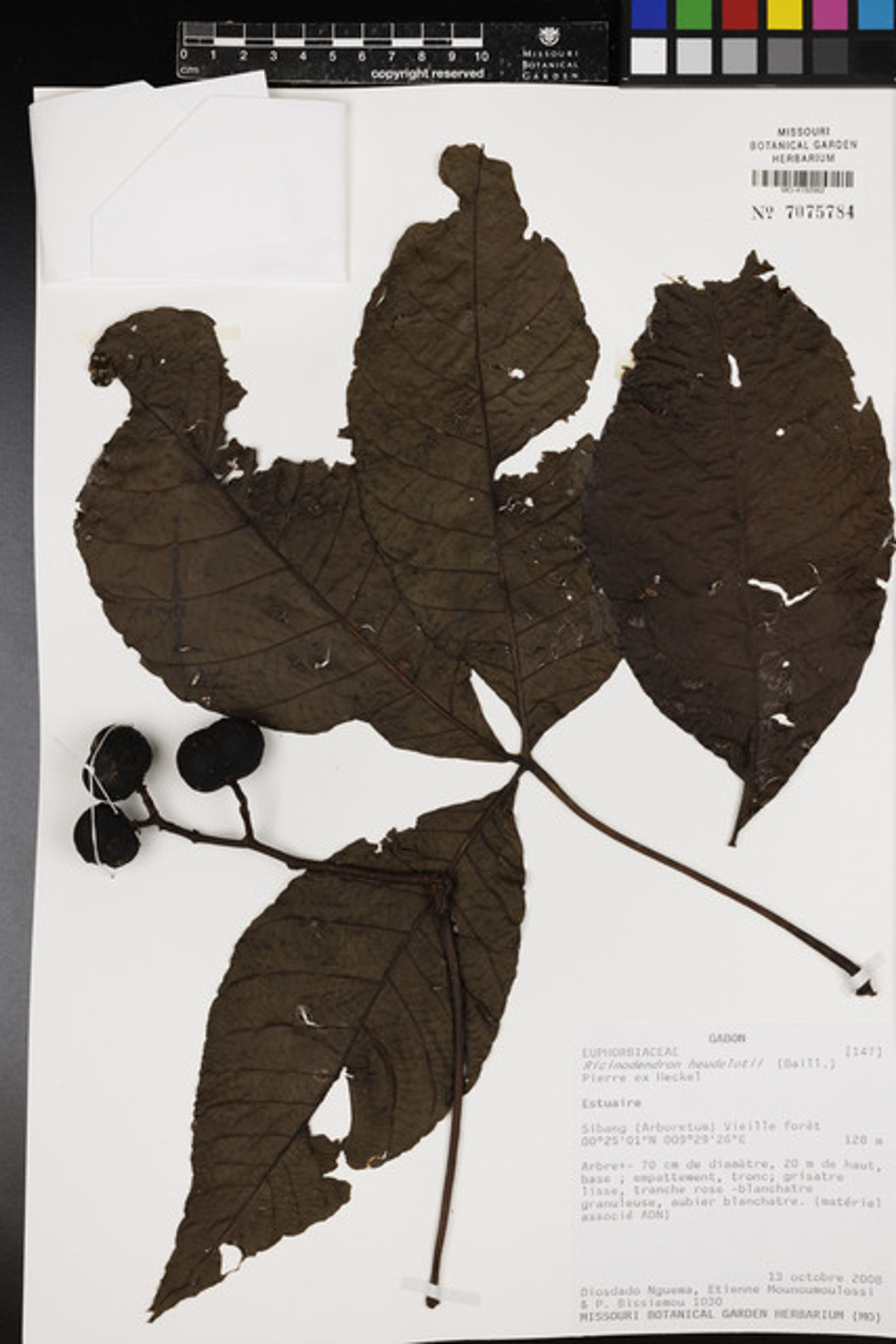 Ricinodendron heudelotii - 71