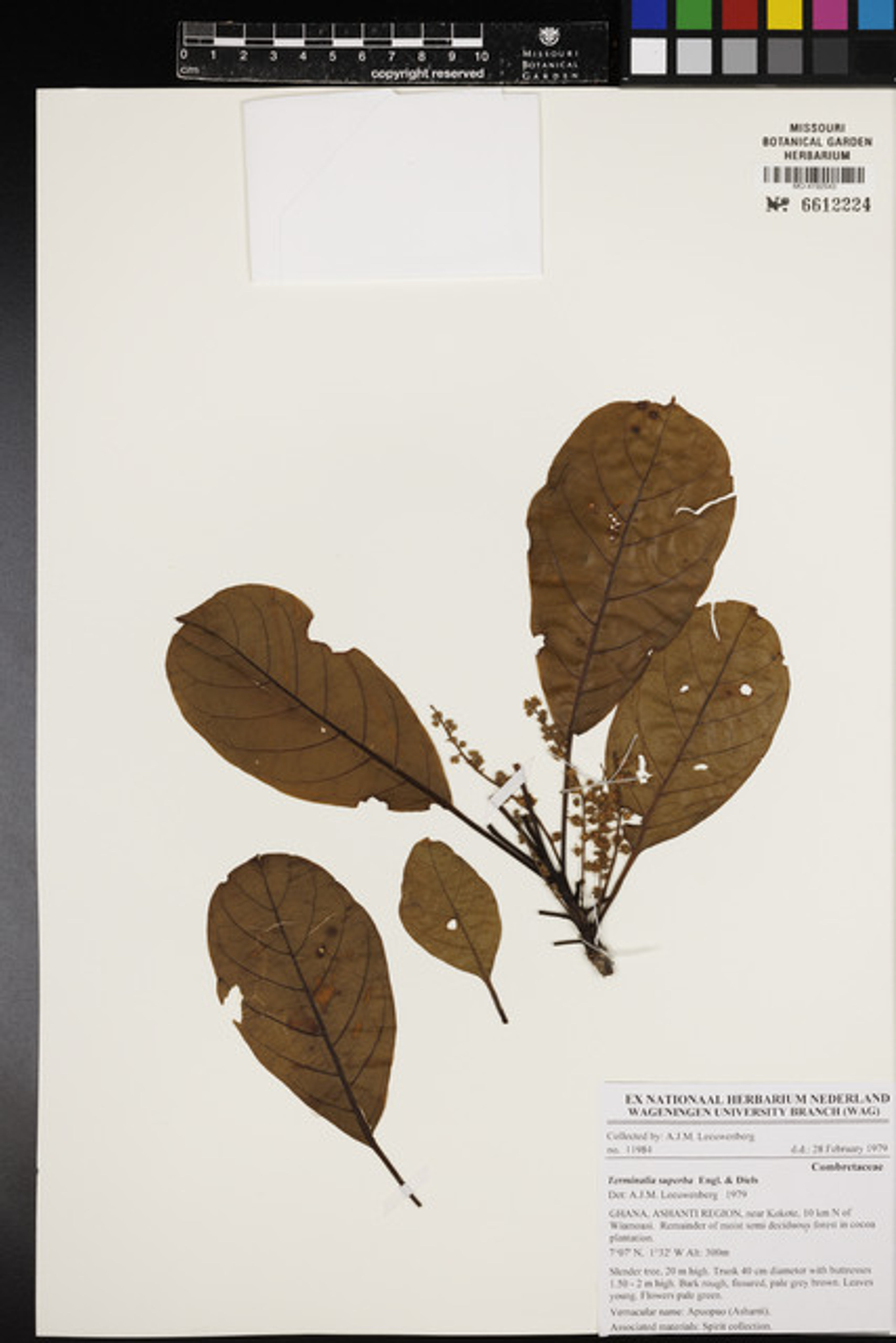 Terminalia superba - 31