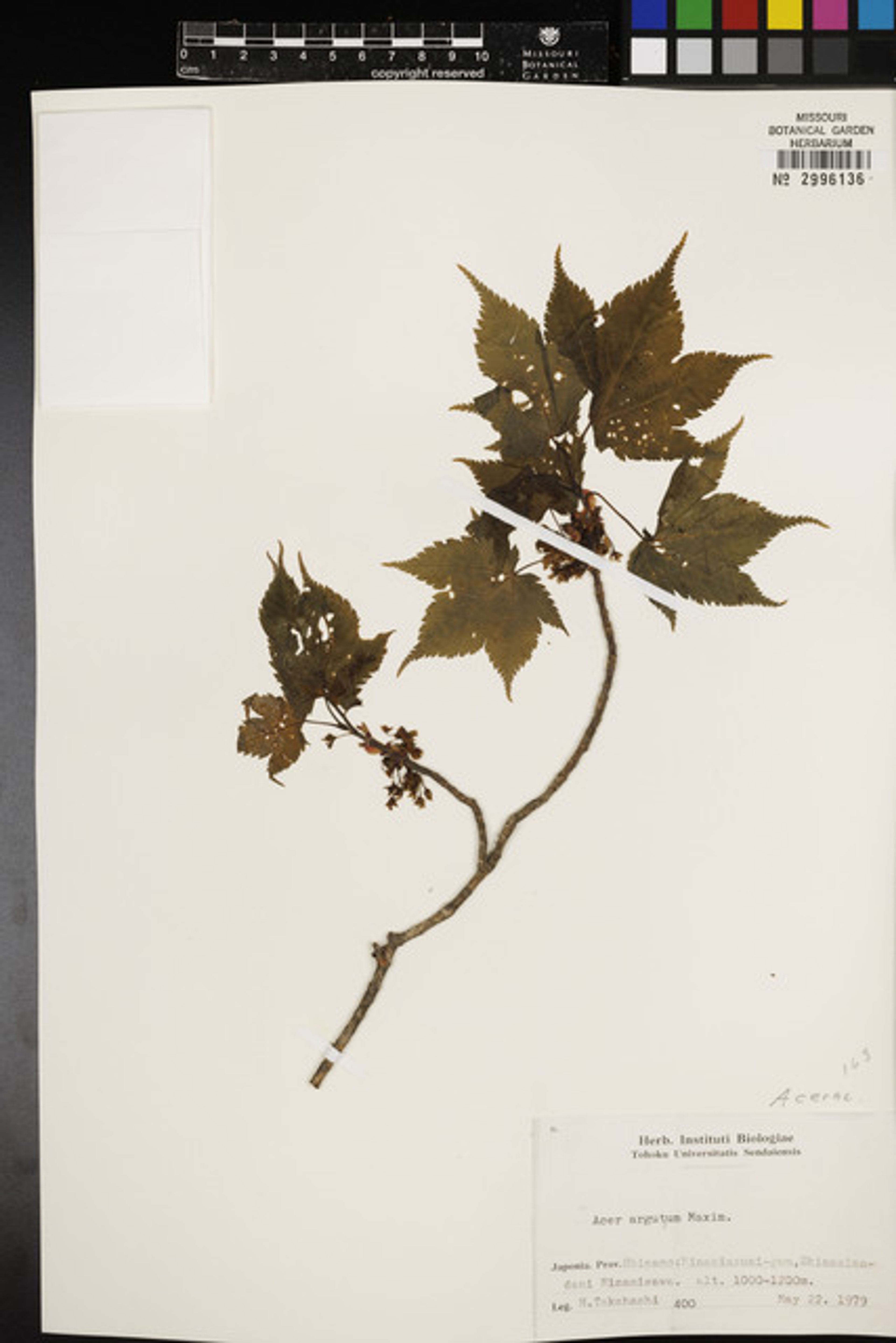 Acer argutum - 65