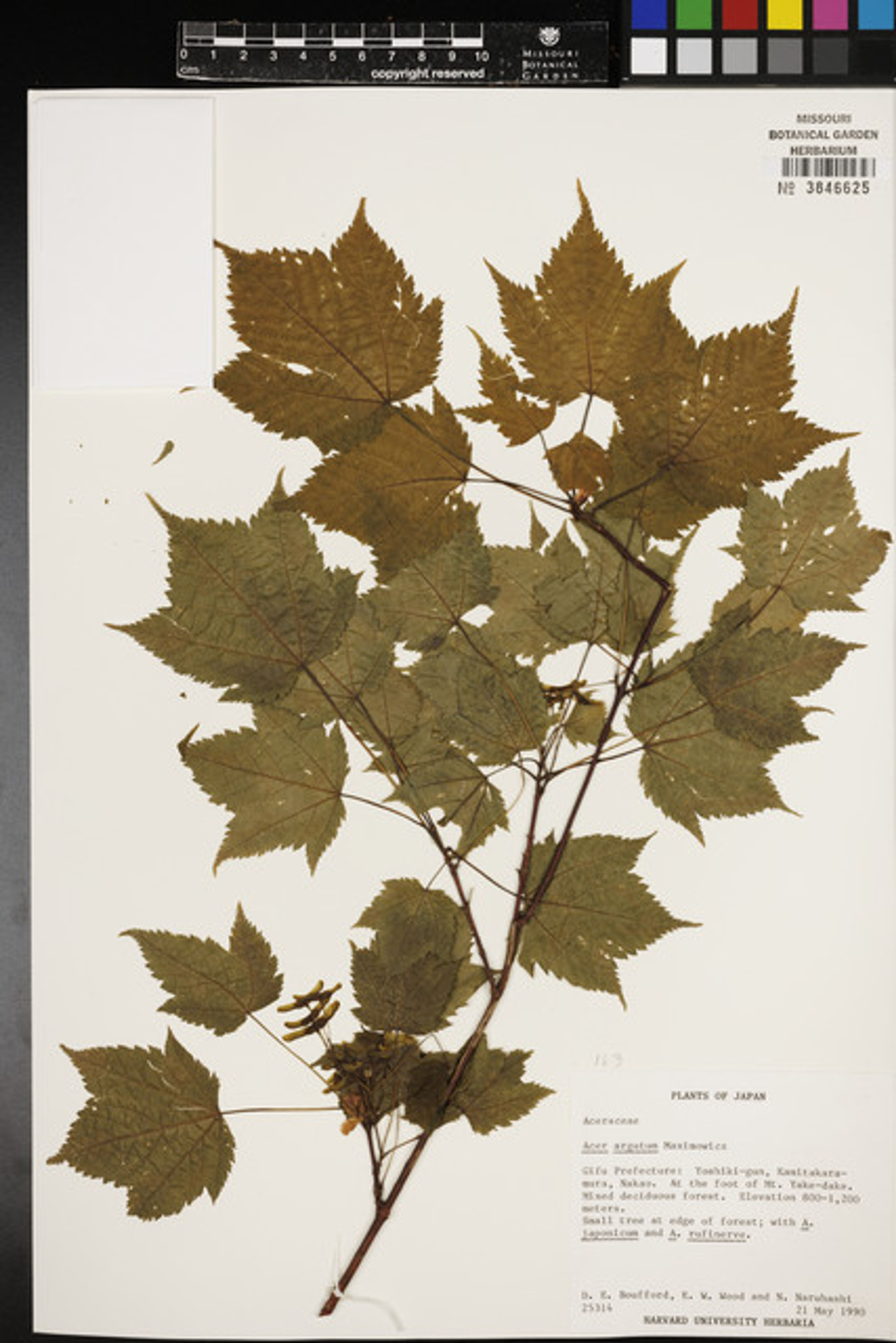 Acer argutum - 34