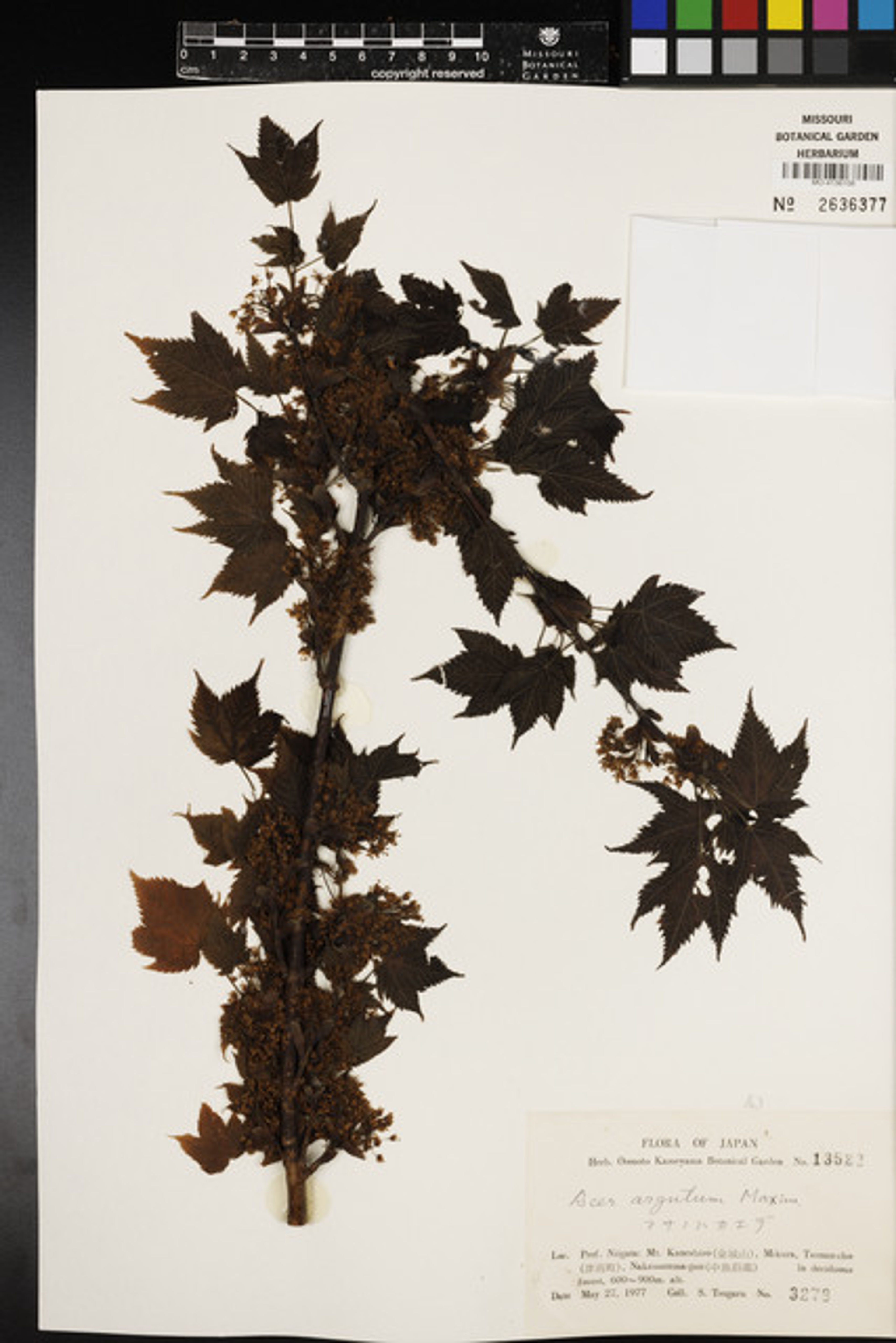 Acer argutum - 24