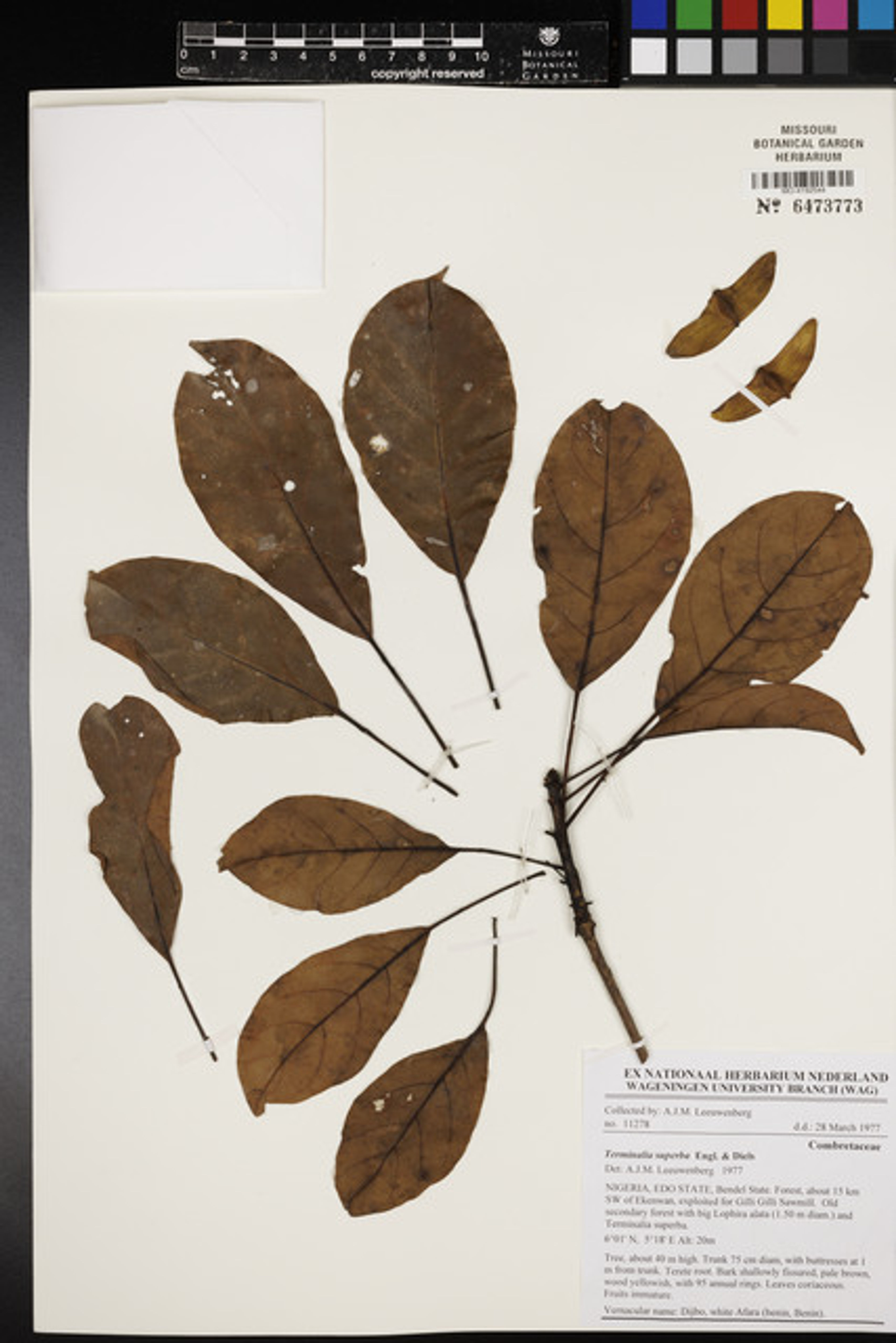 Terminalia superba - 22