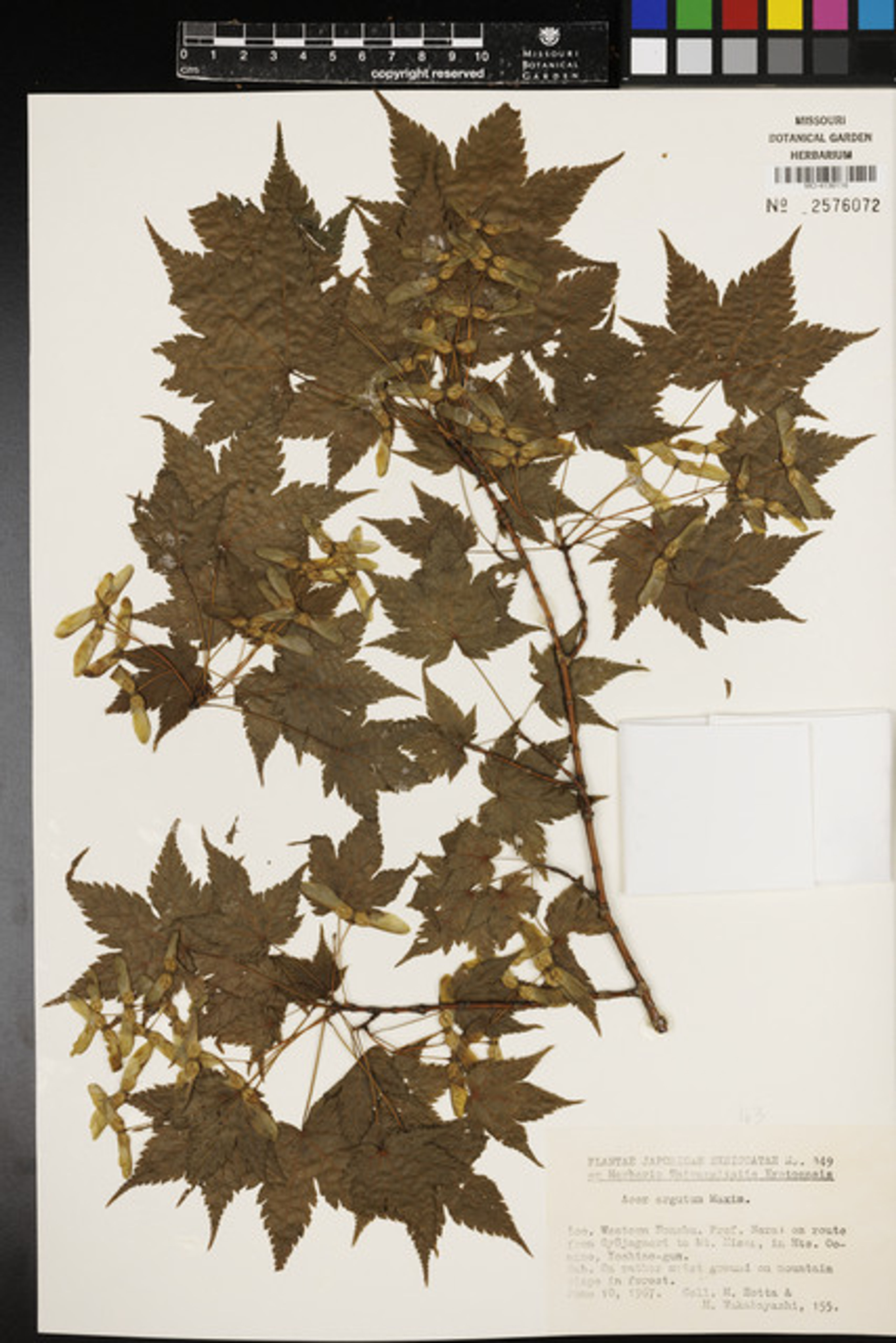 Acer argutum - 36