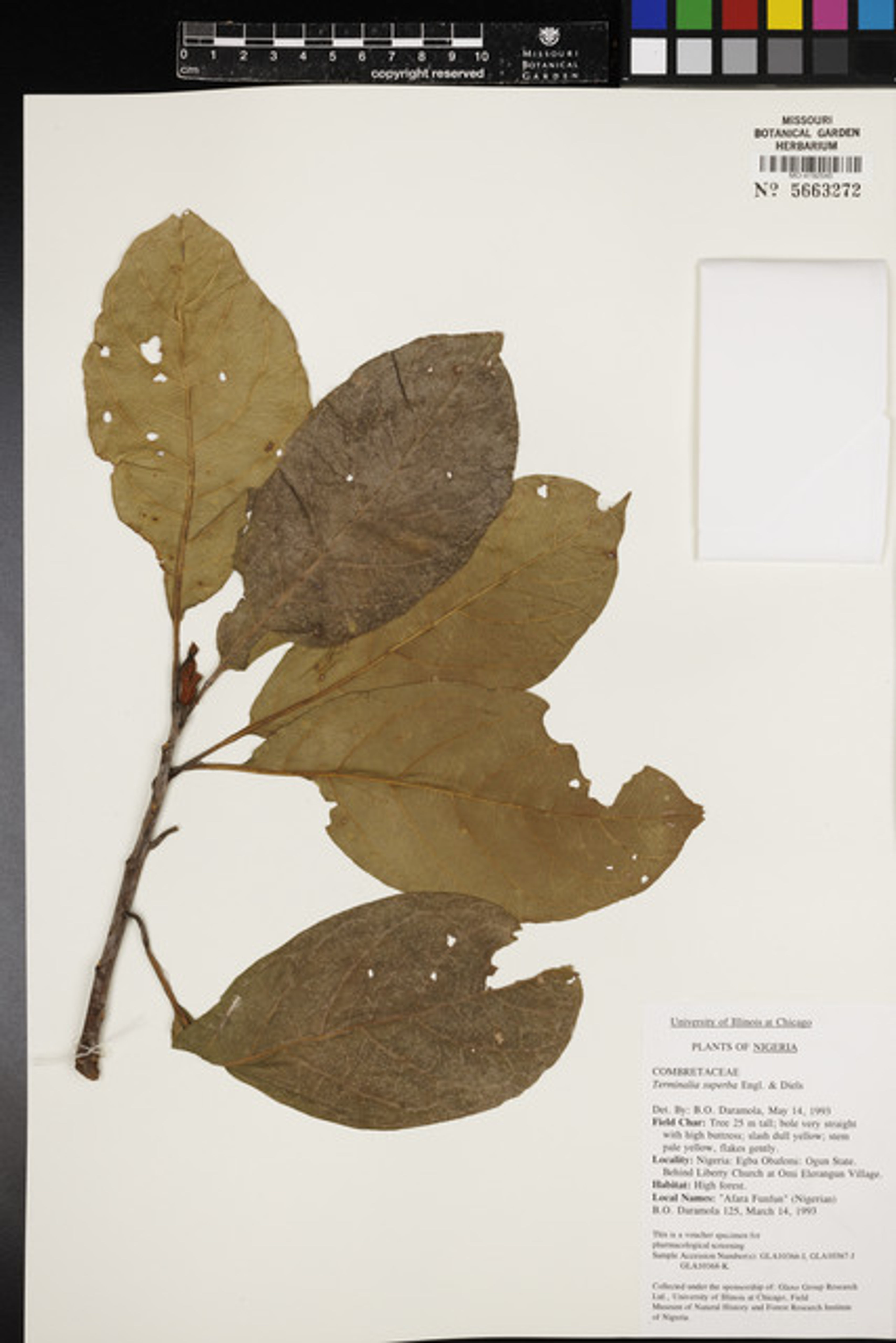 Terminalia superba - 35