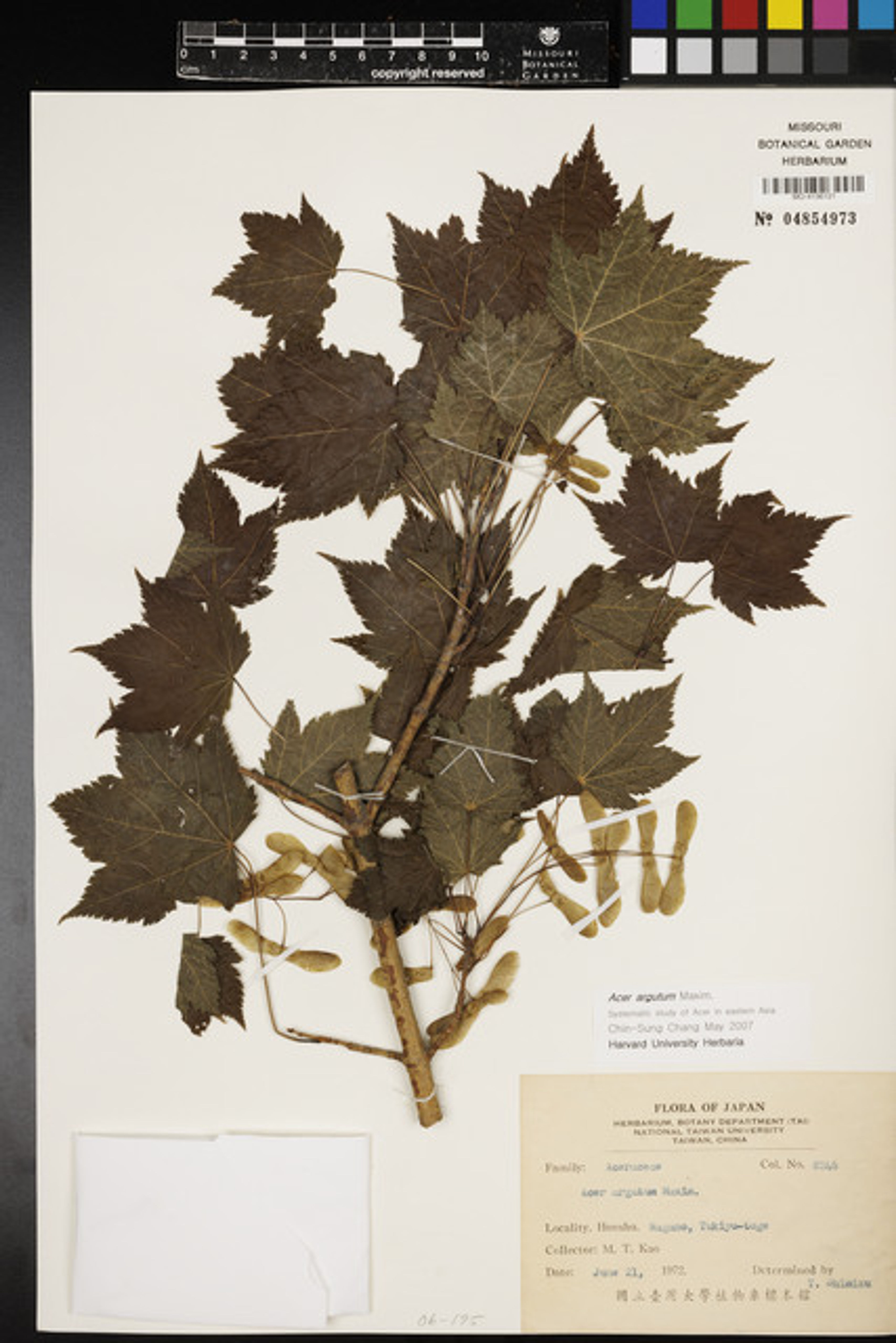 Acer argutum - 64