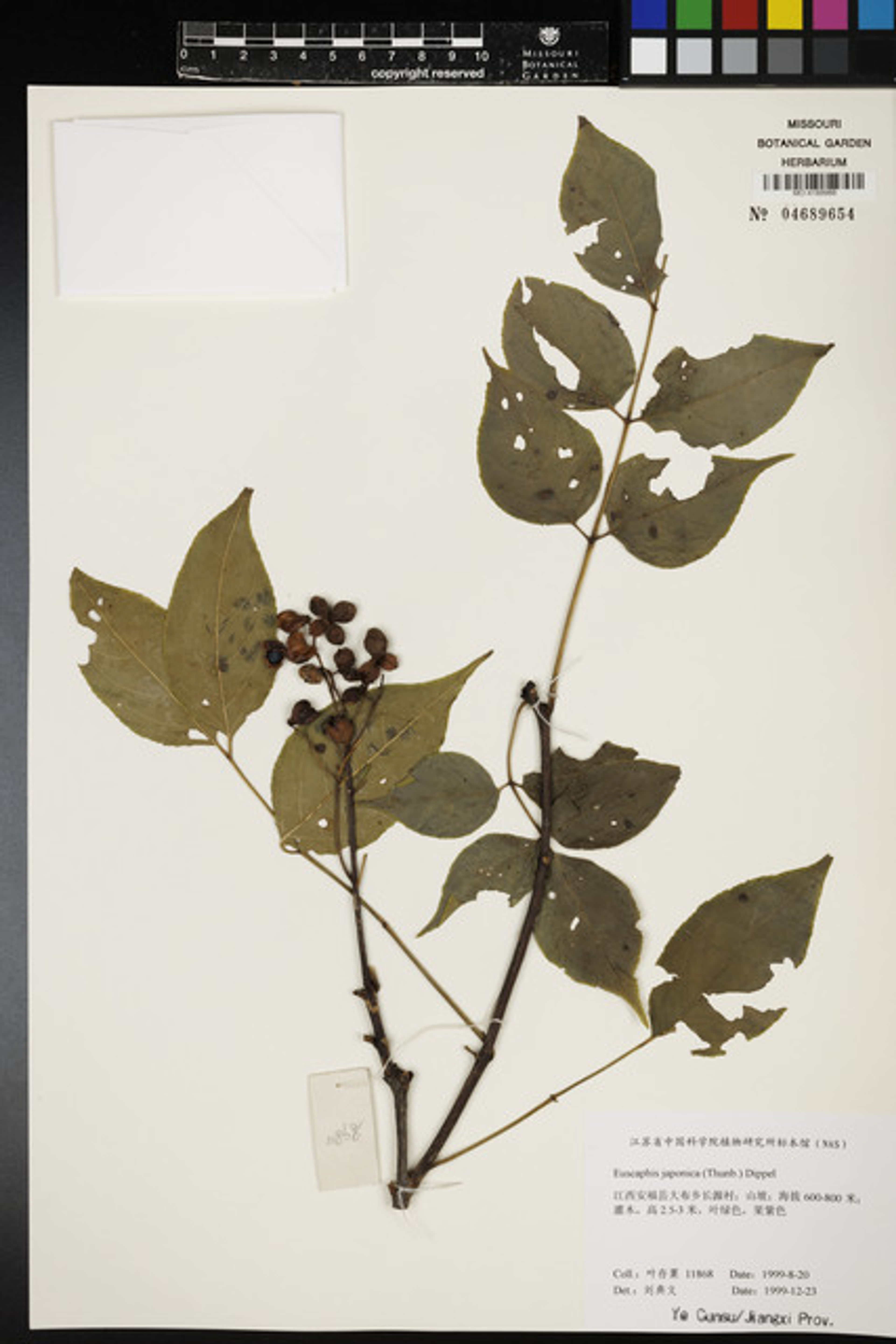 Euscaphis japonica - 27