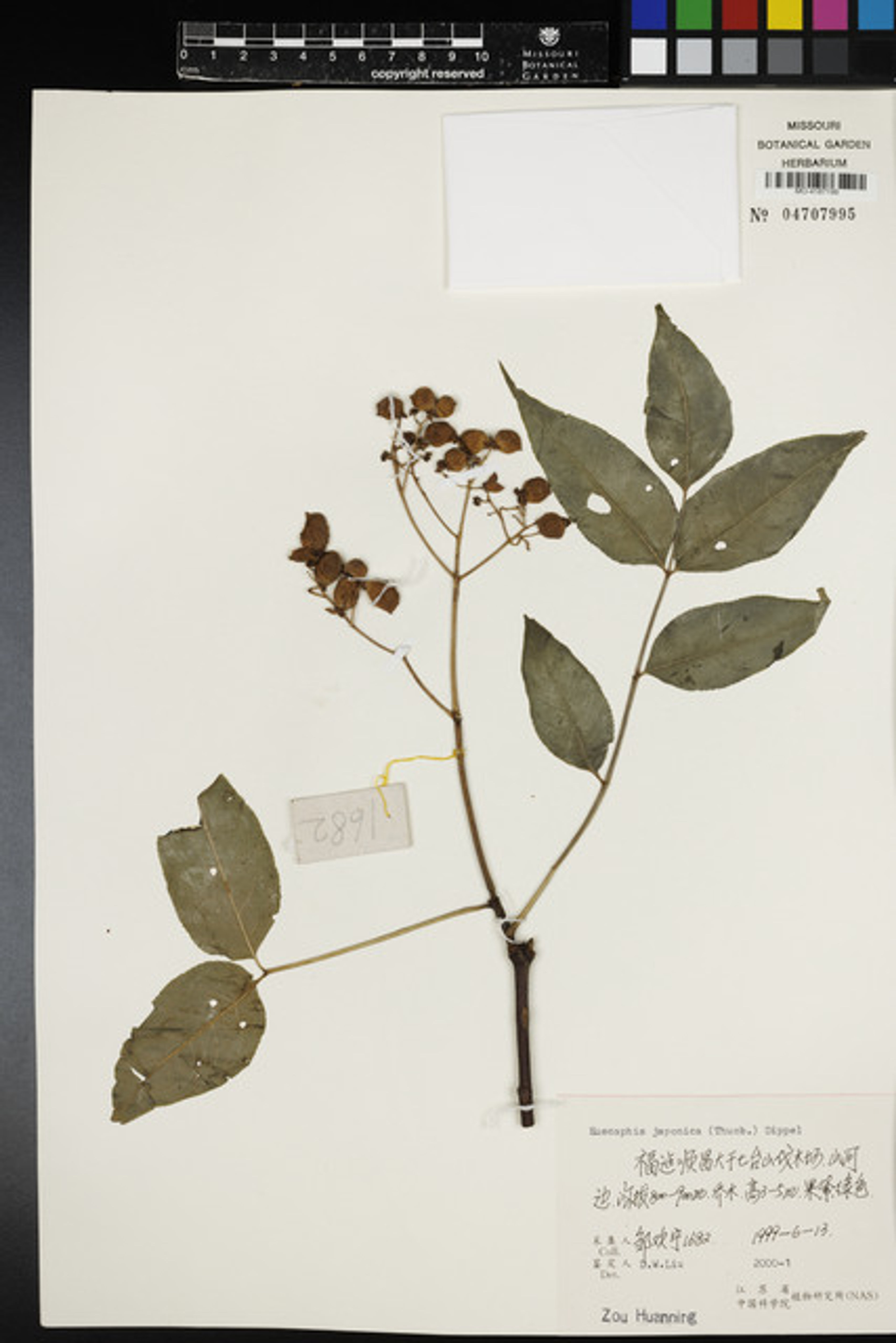 Euscaphis japonica - 76