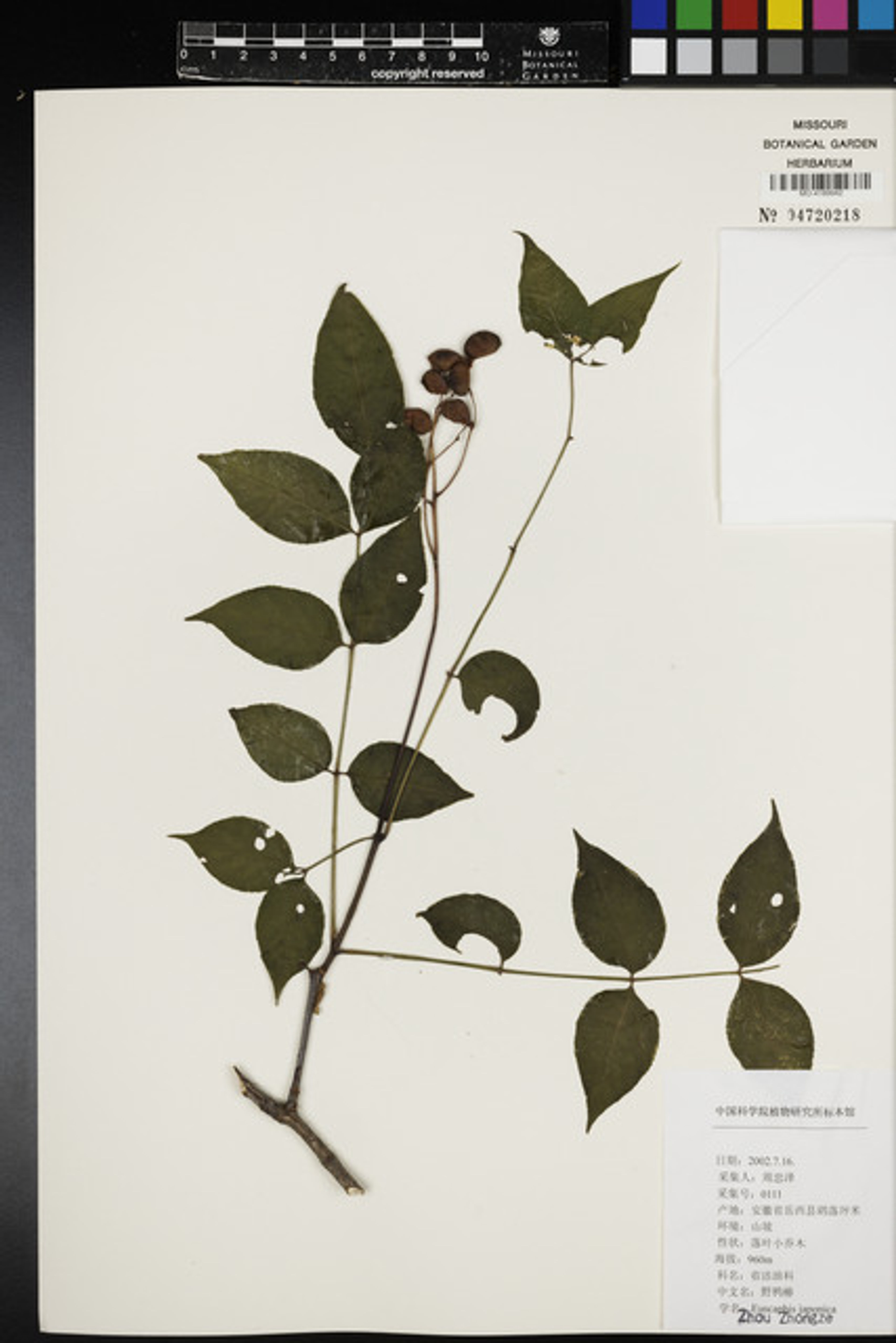 Euscaphis japonica - 130