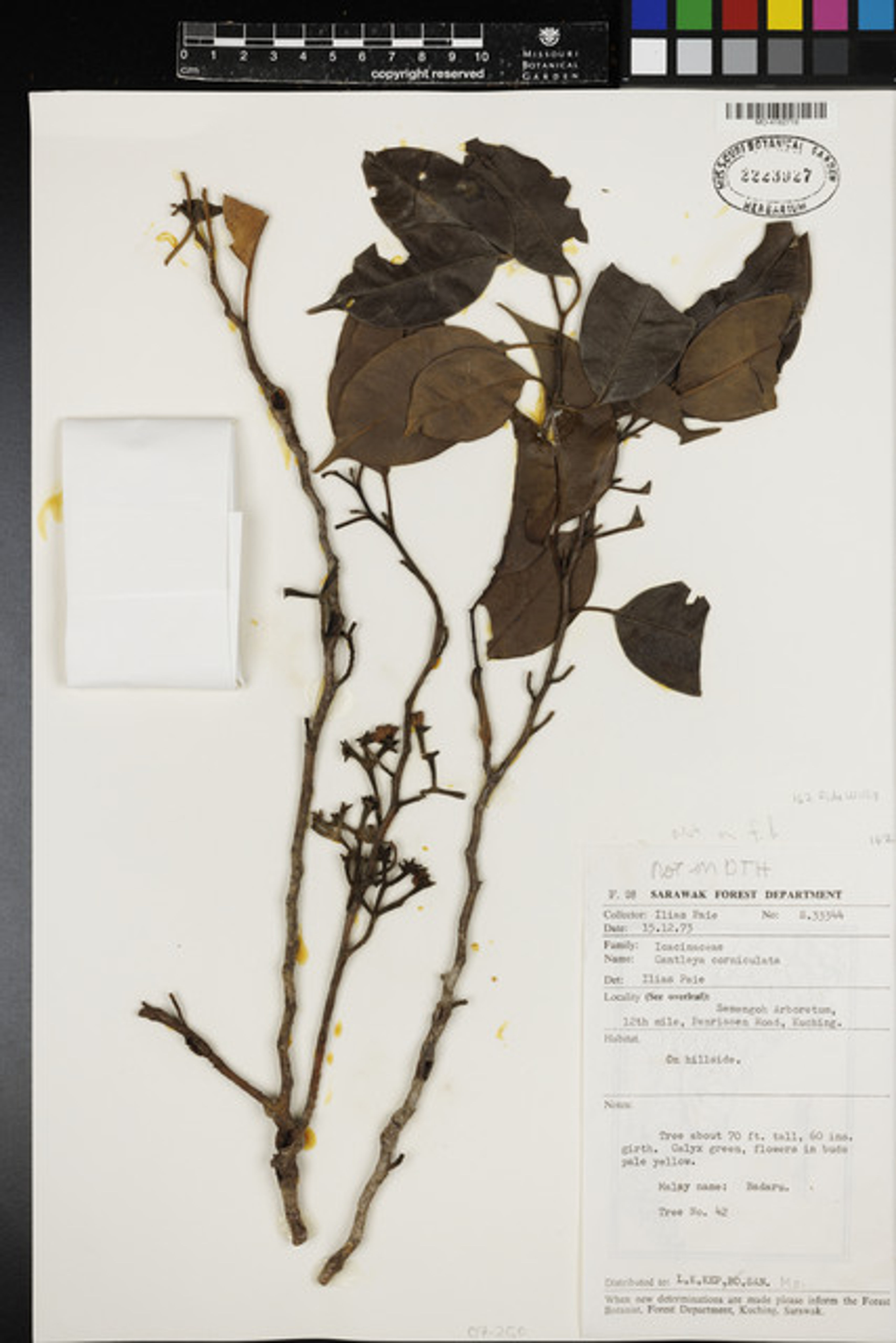 Cantleya corniculata - 46