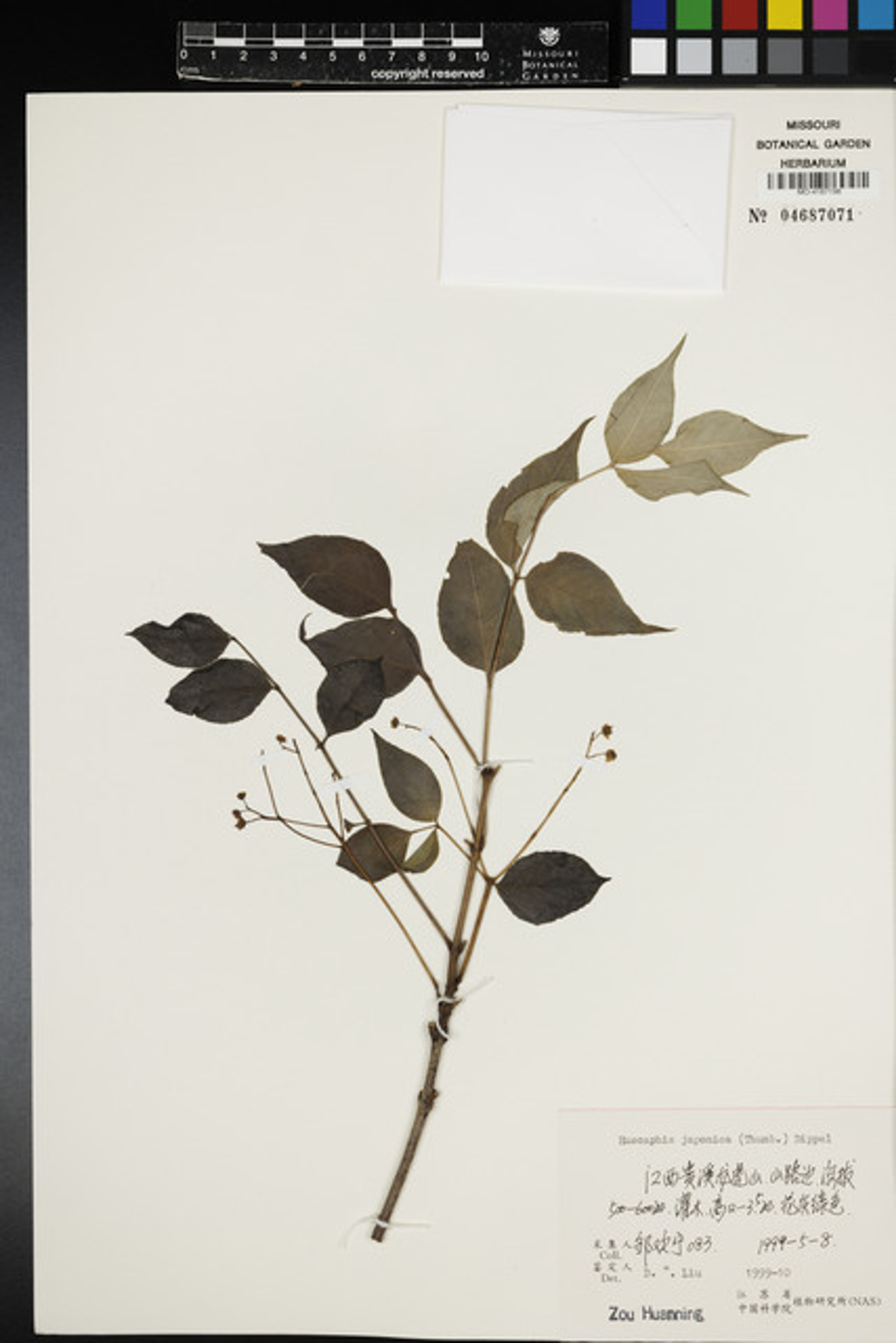 Euscaphis japonica - 115