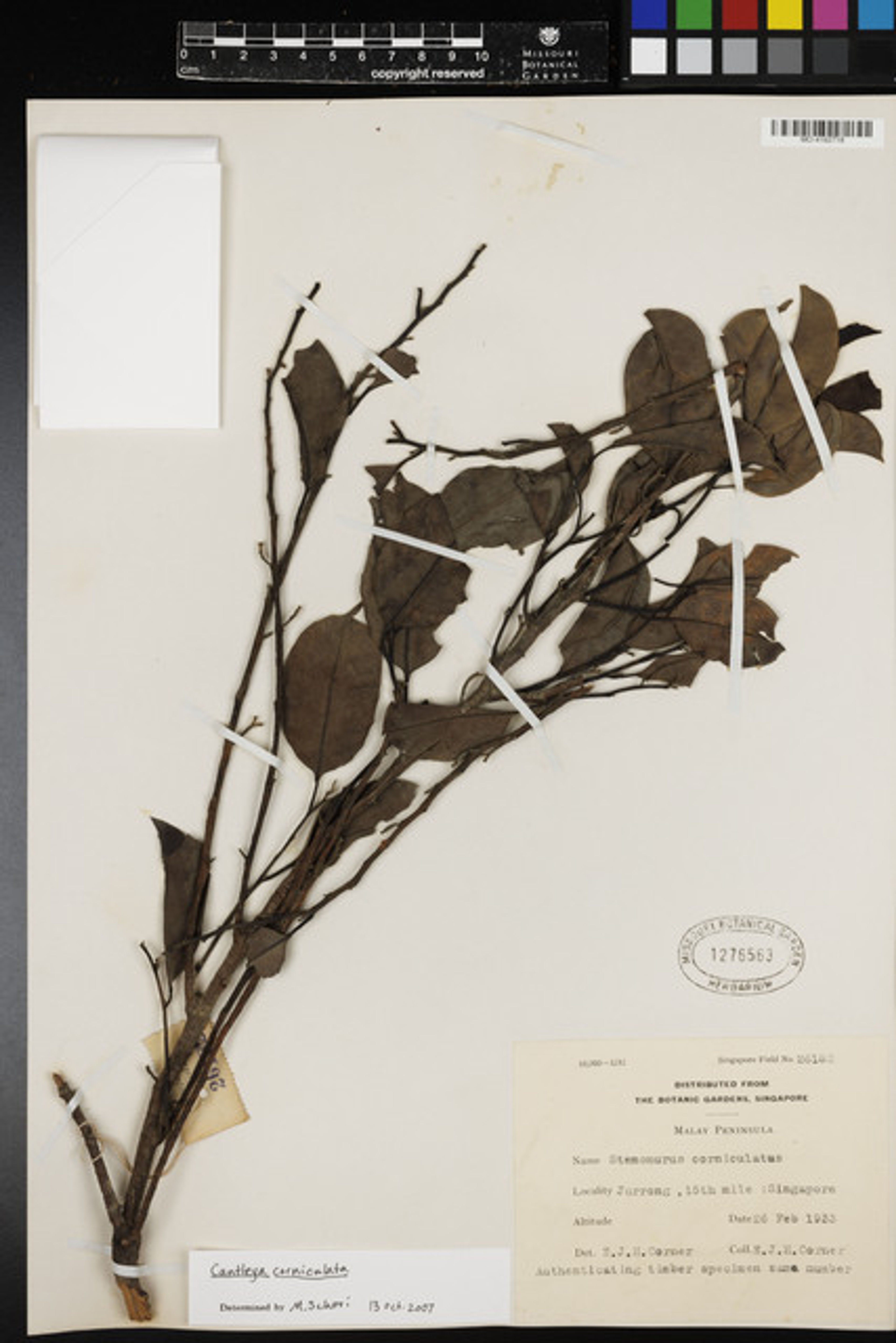 Cantleya corniculata - 28