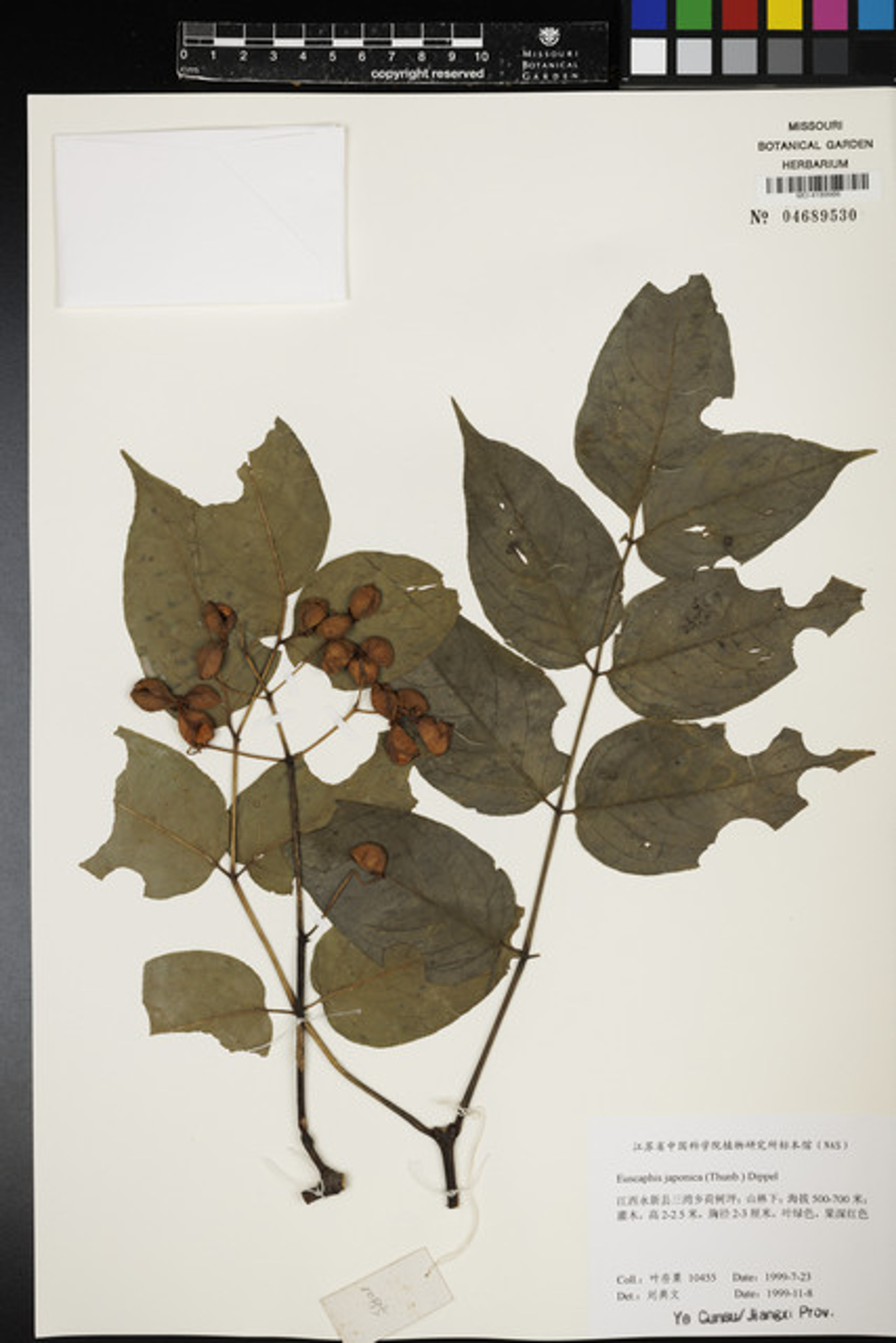 Euscaphis japonica - 98