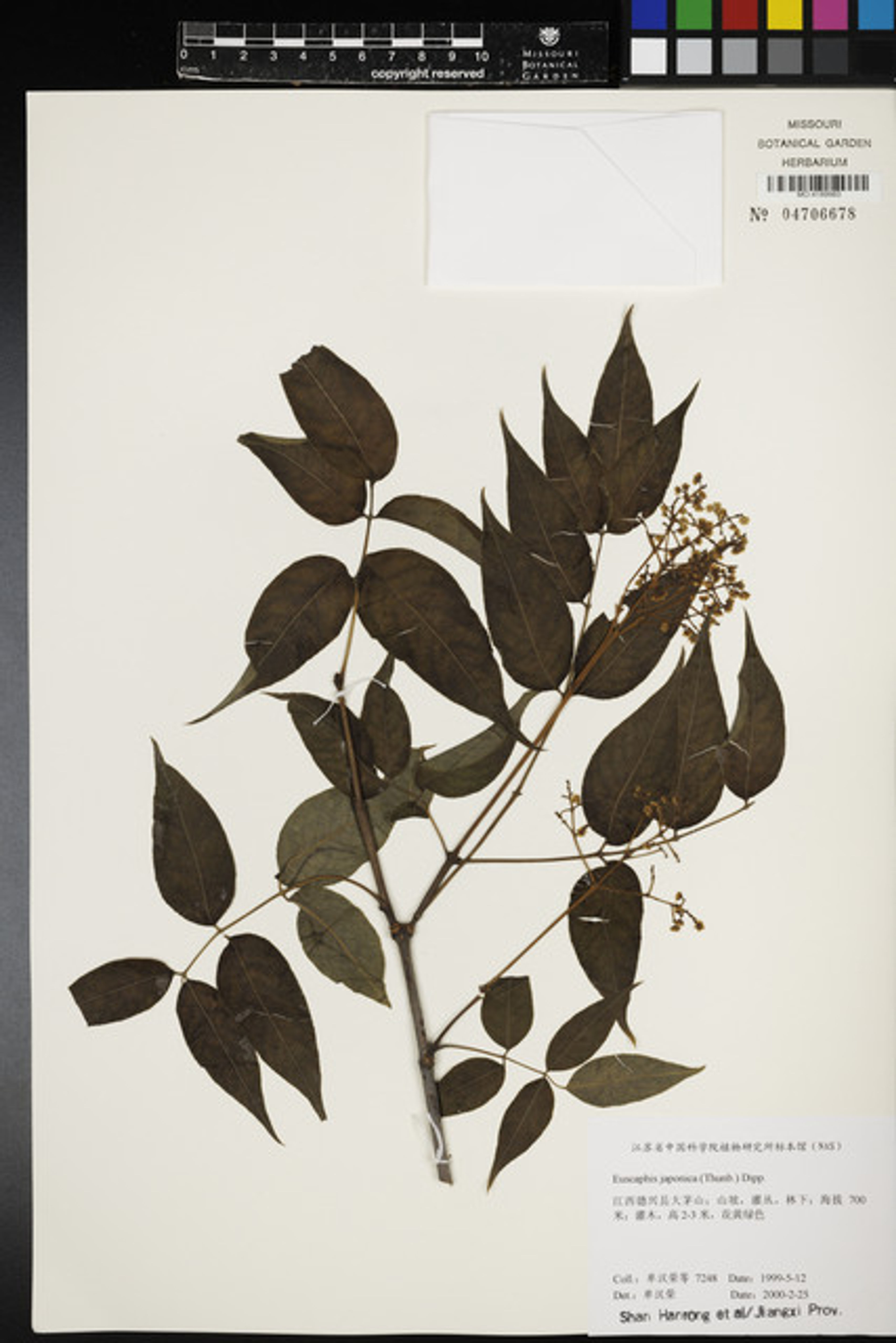 Euscaphis japonica - 15