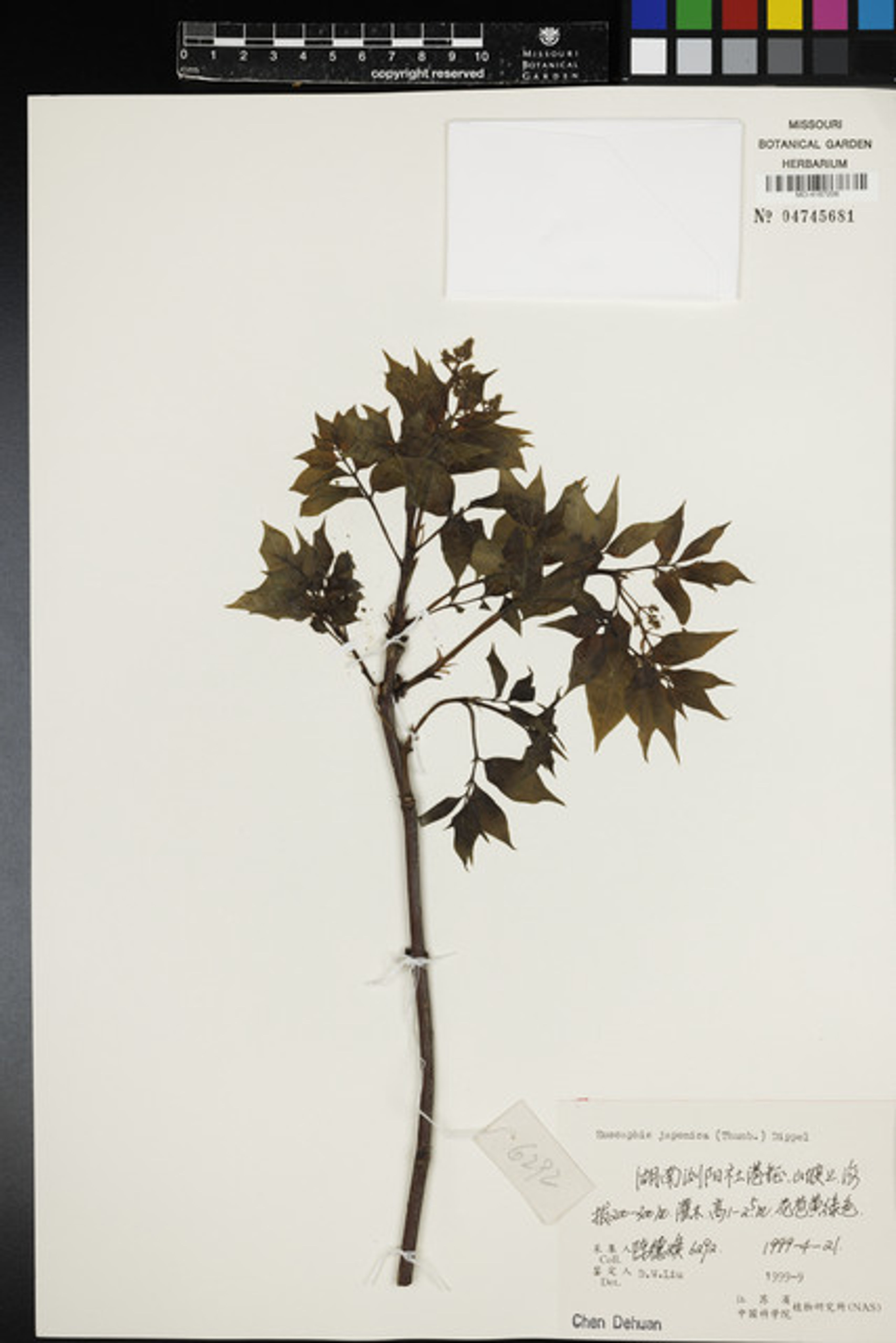 Euscaphis japonica - 50