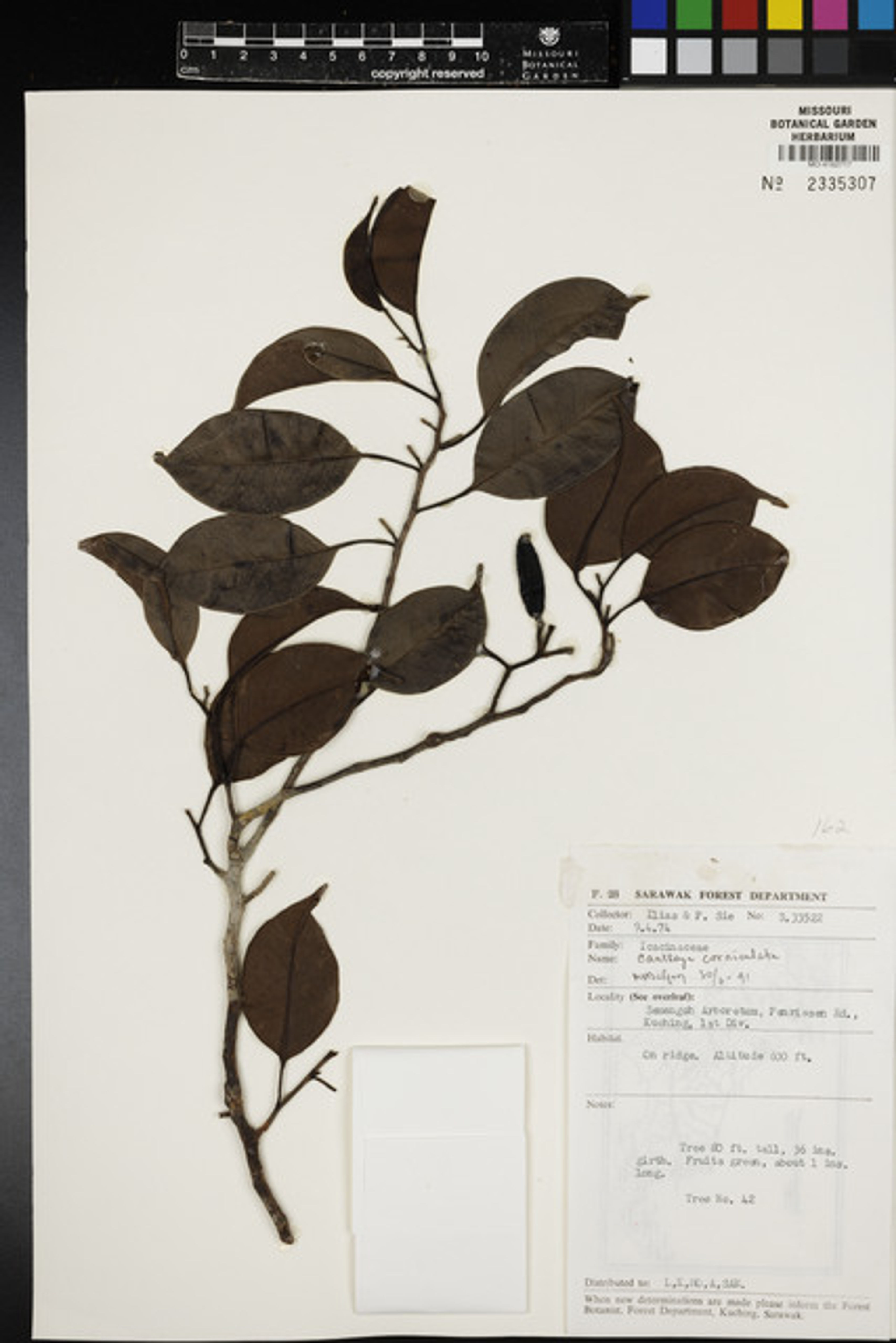 Cantleya corniculata - 19