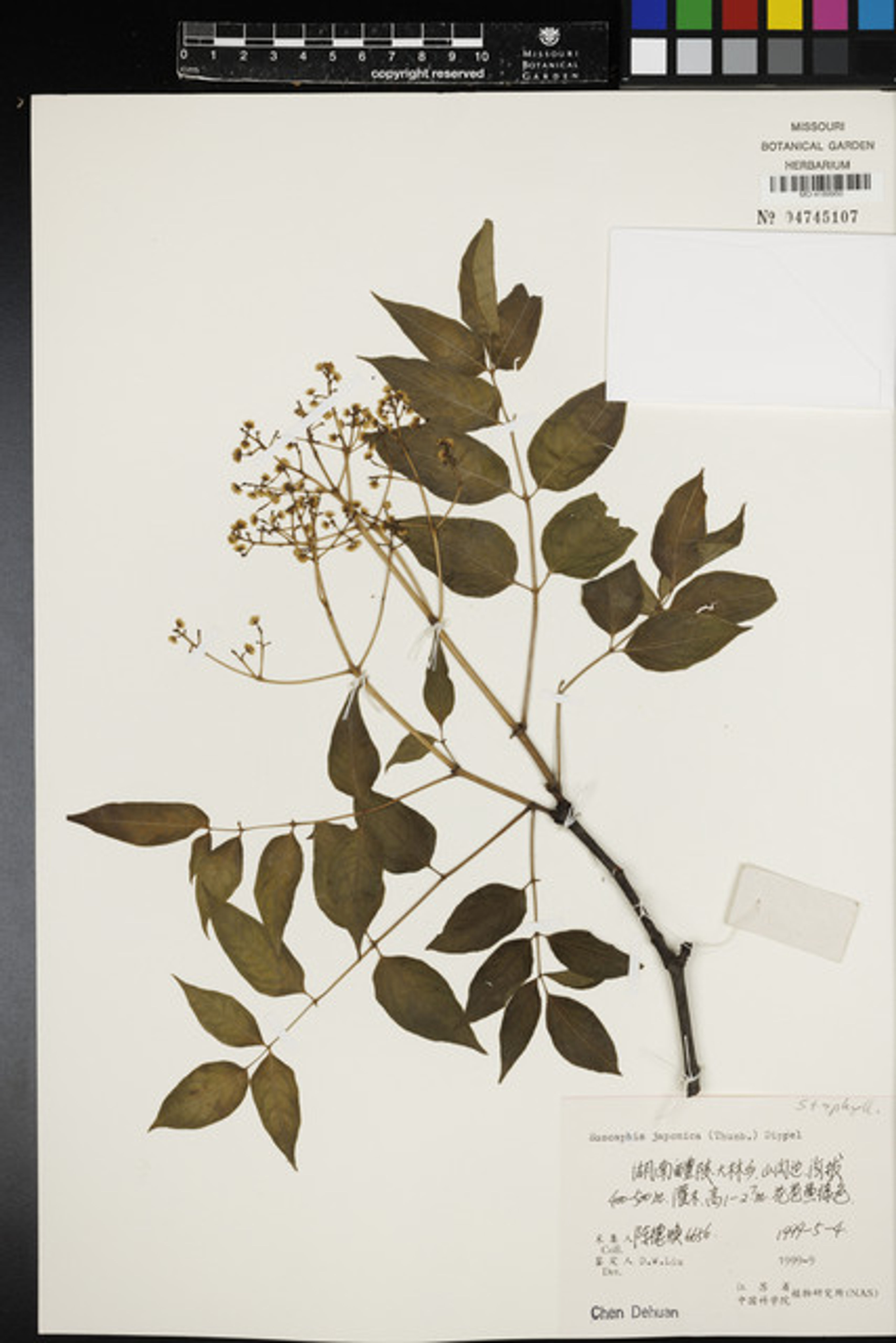 Euscaphis japonica - 40