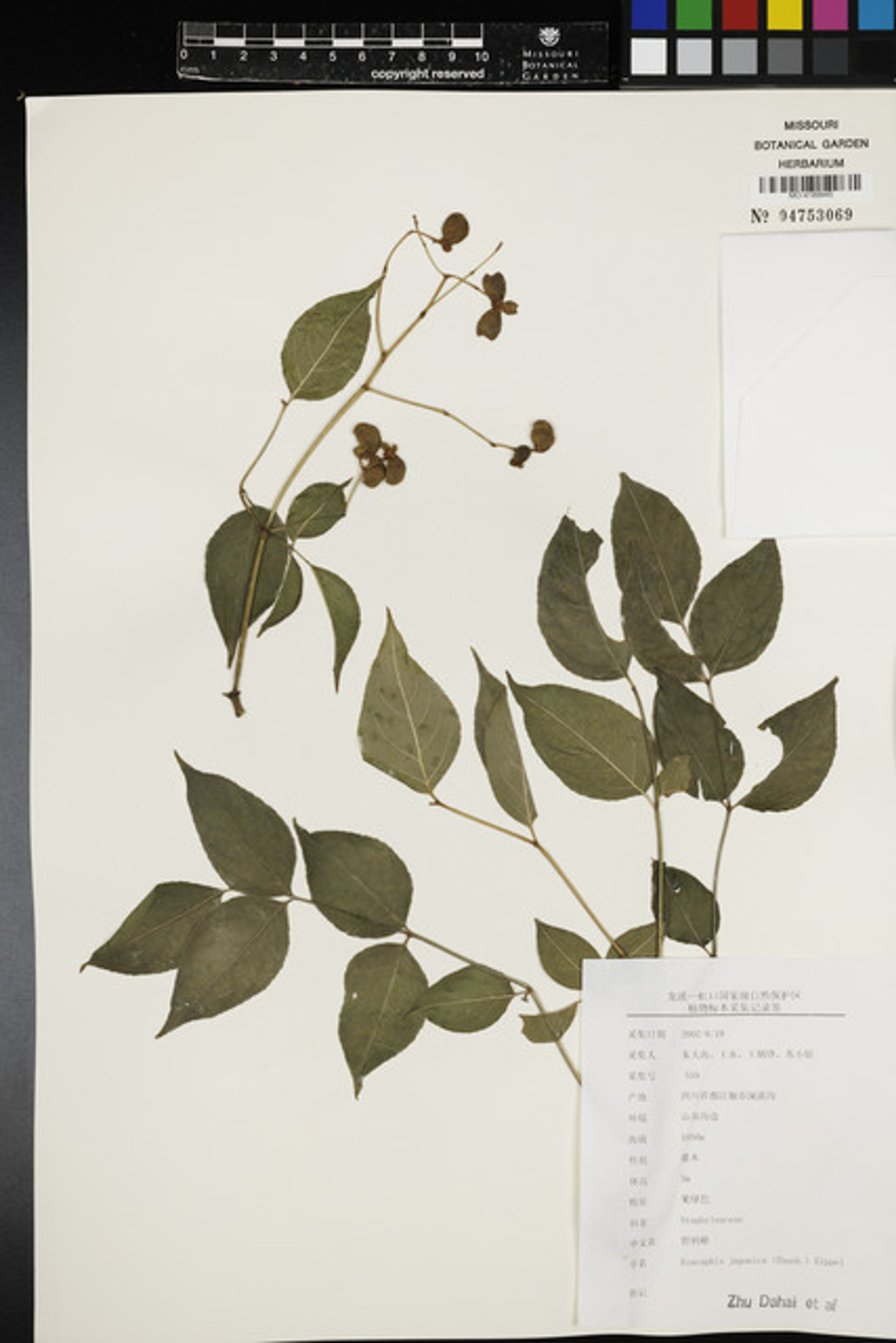 Euscaphis japonica - 57