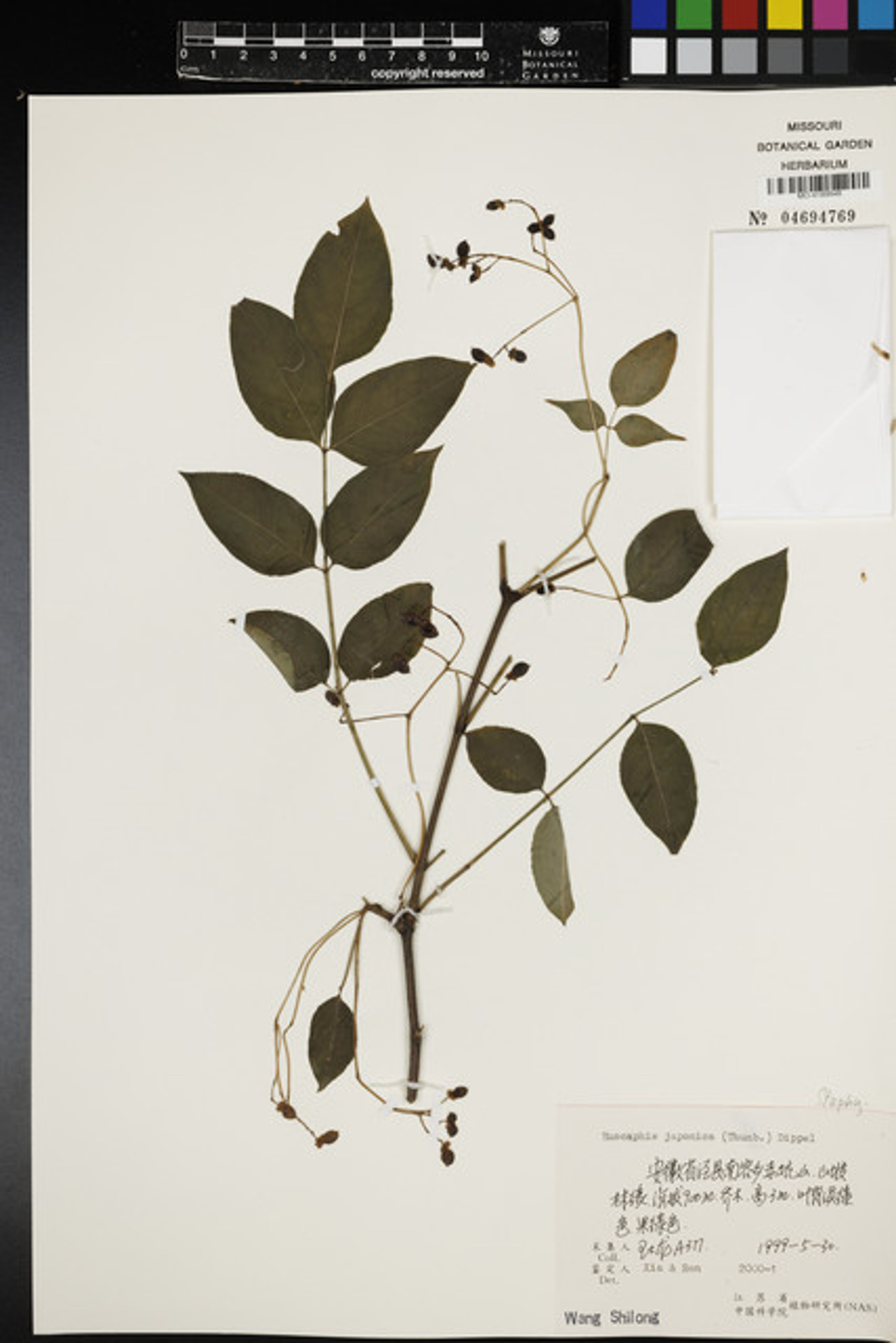 Euscaphis japonica - 52