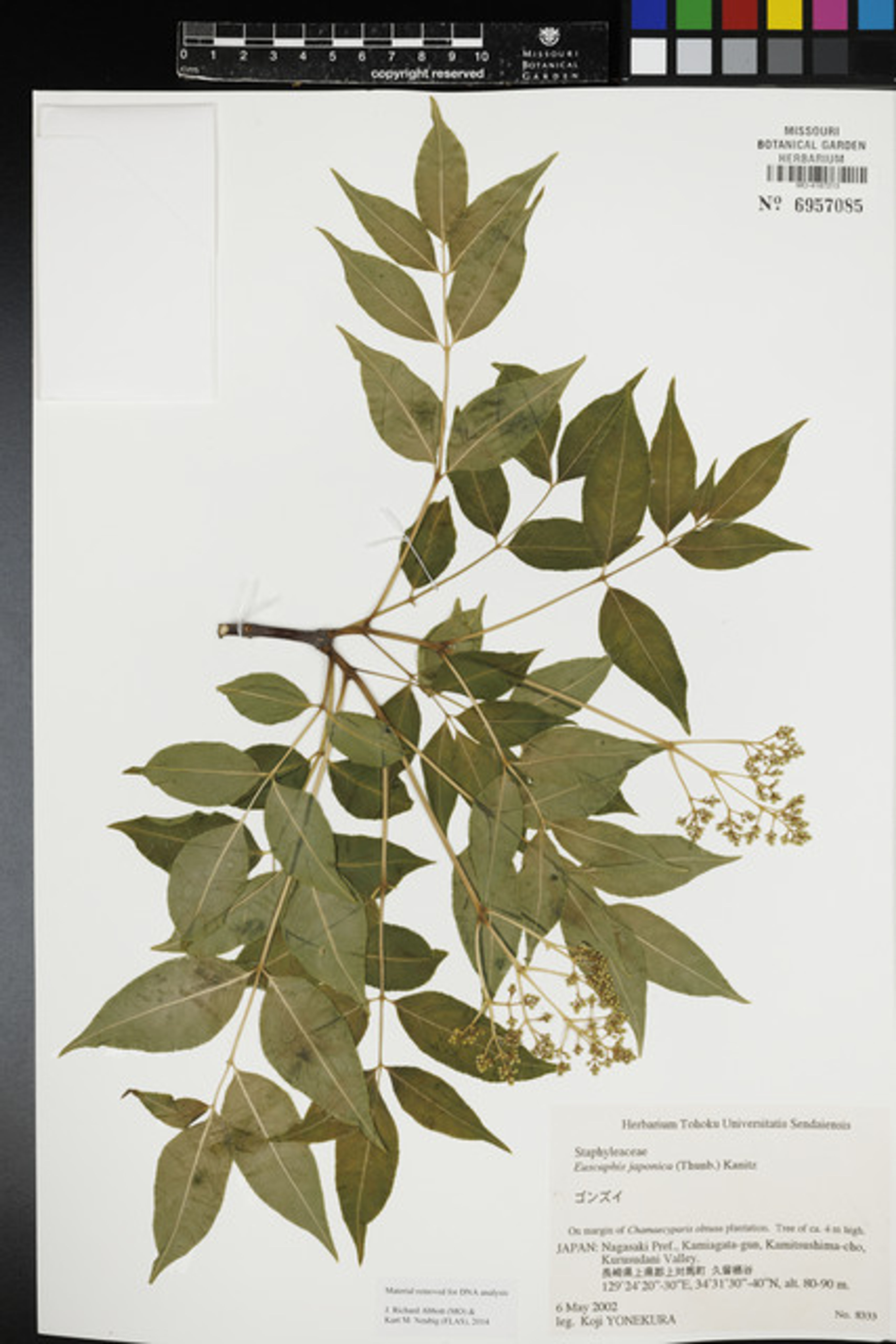 Euscaphis japonica - 67