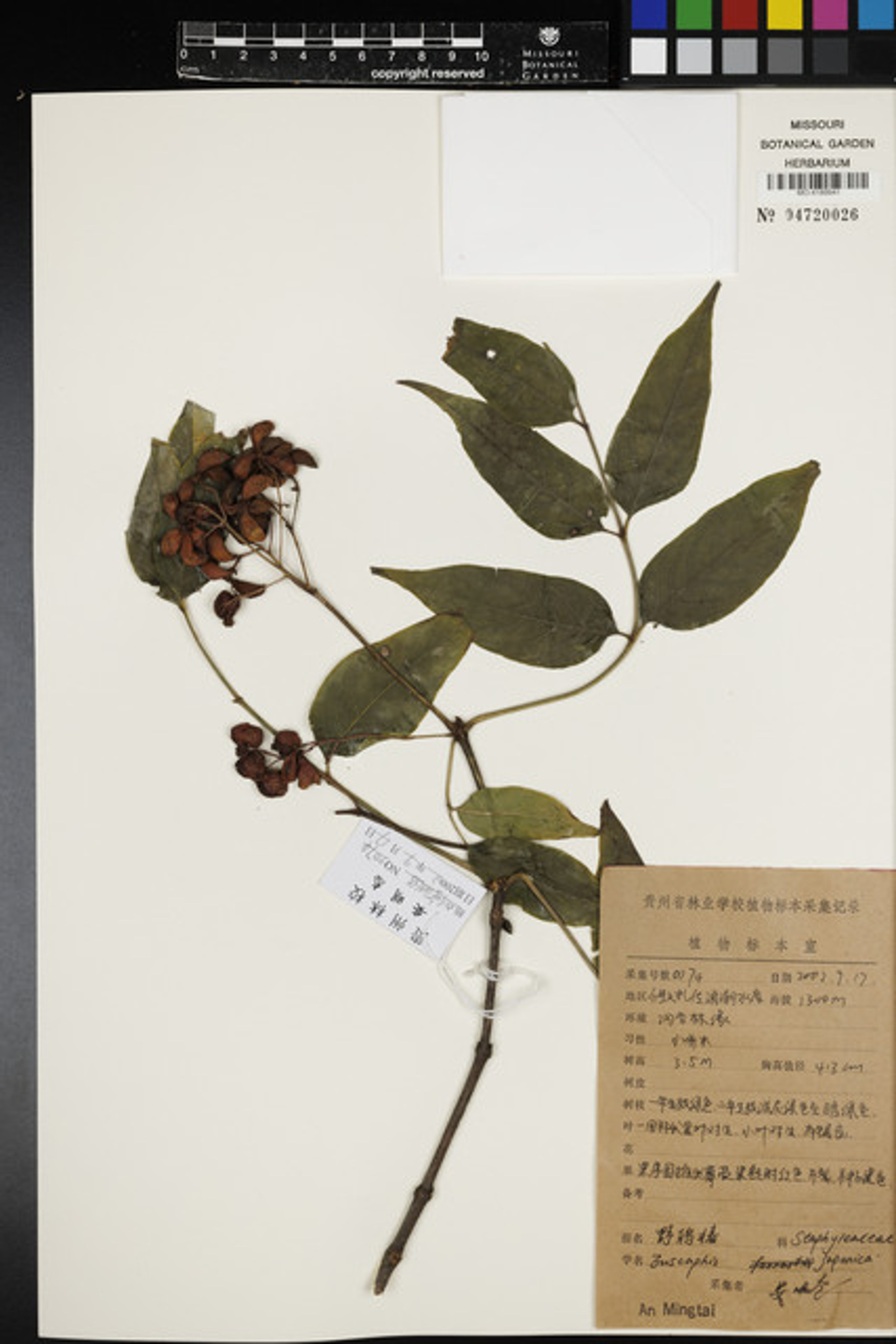 Euscaphis japonica - 126