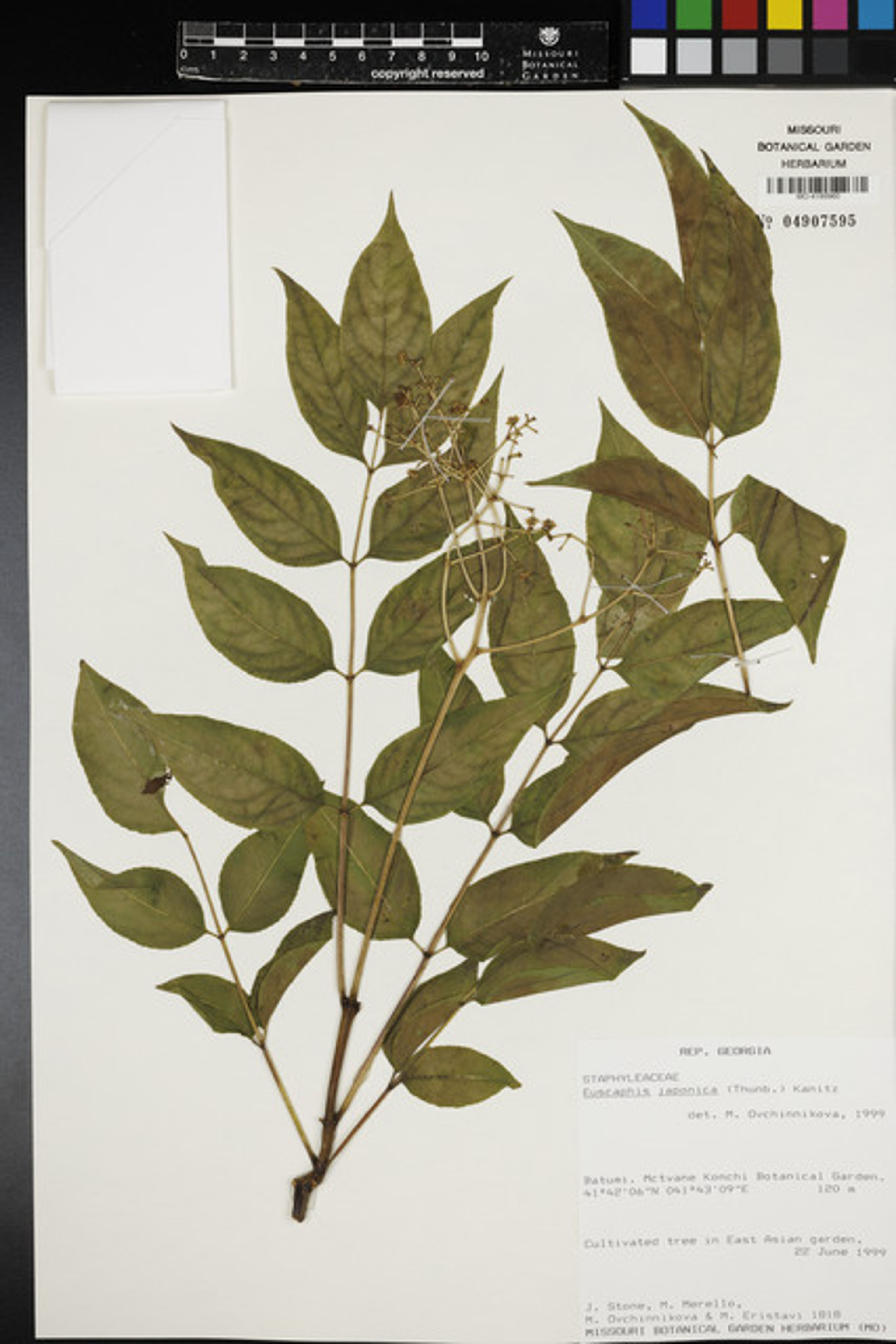 Euscaphis japonica - 31