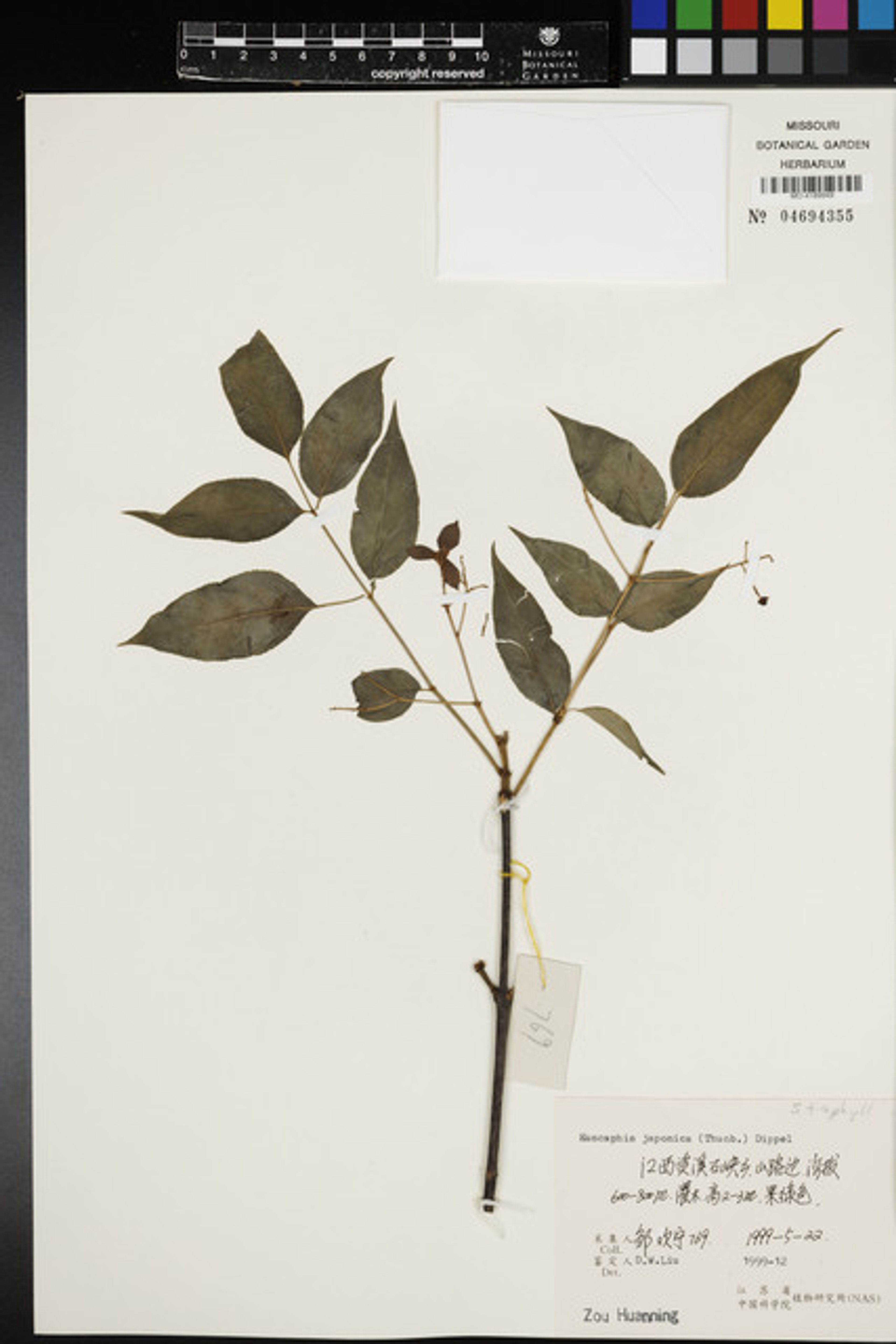 Euscaphis japonica - 106