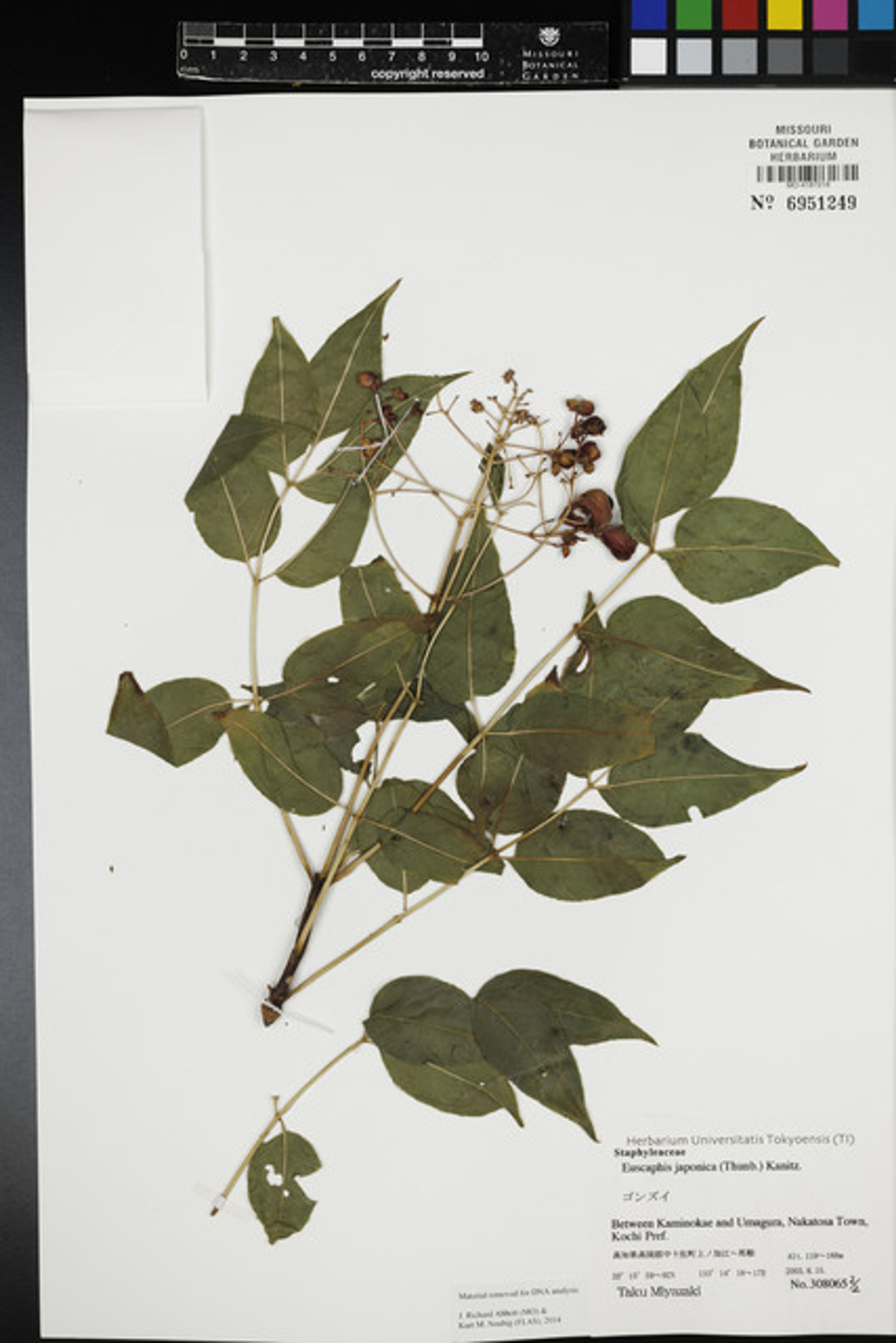 Euscaphis japonica - 123