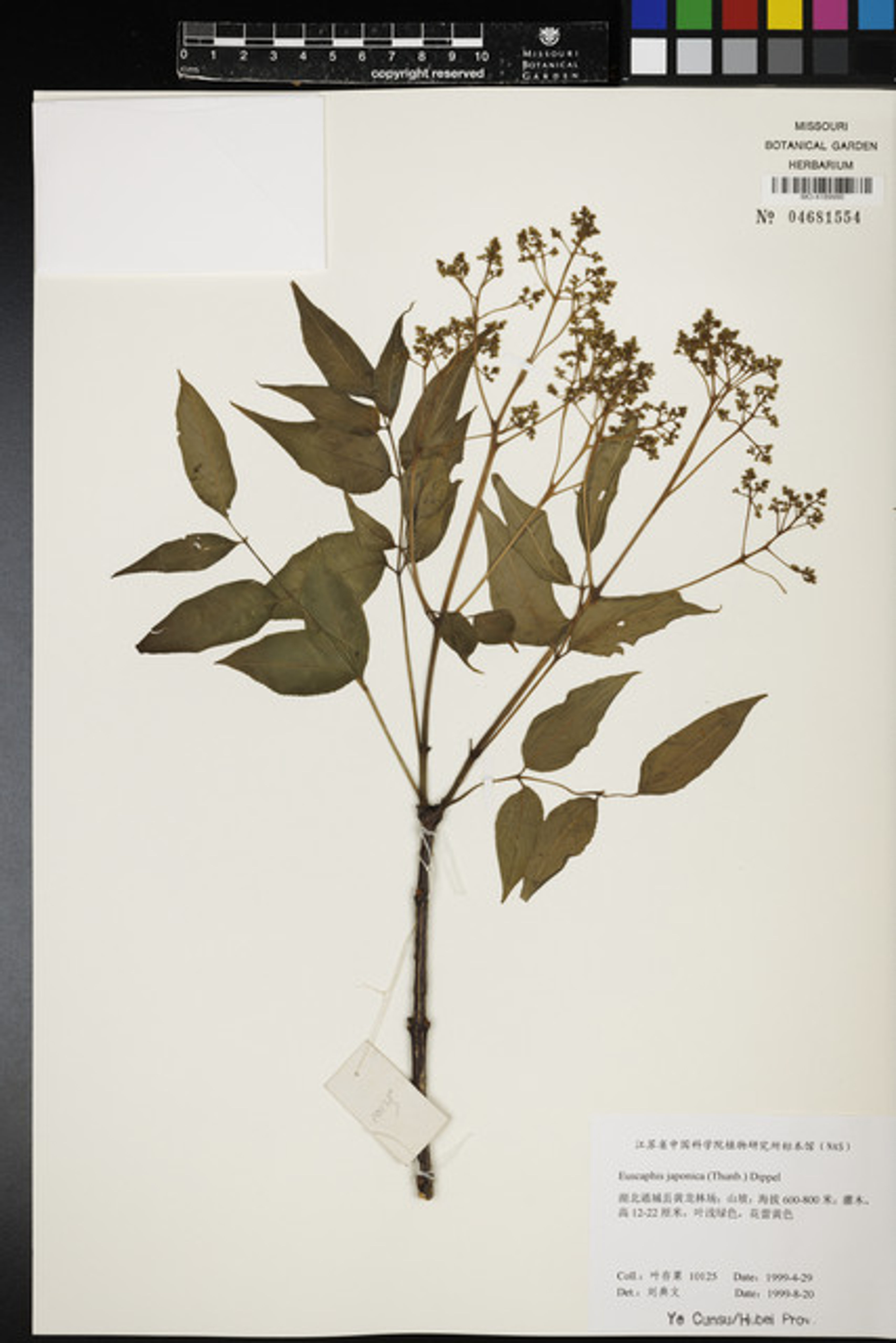 Euscaphis japonica - 2