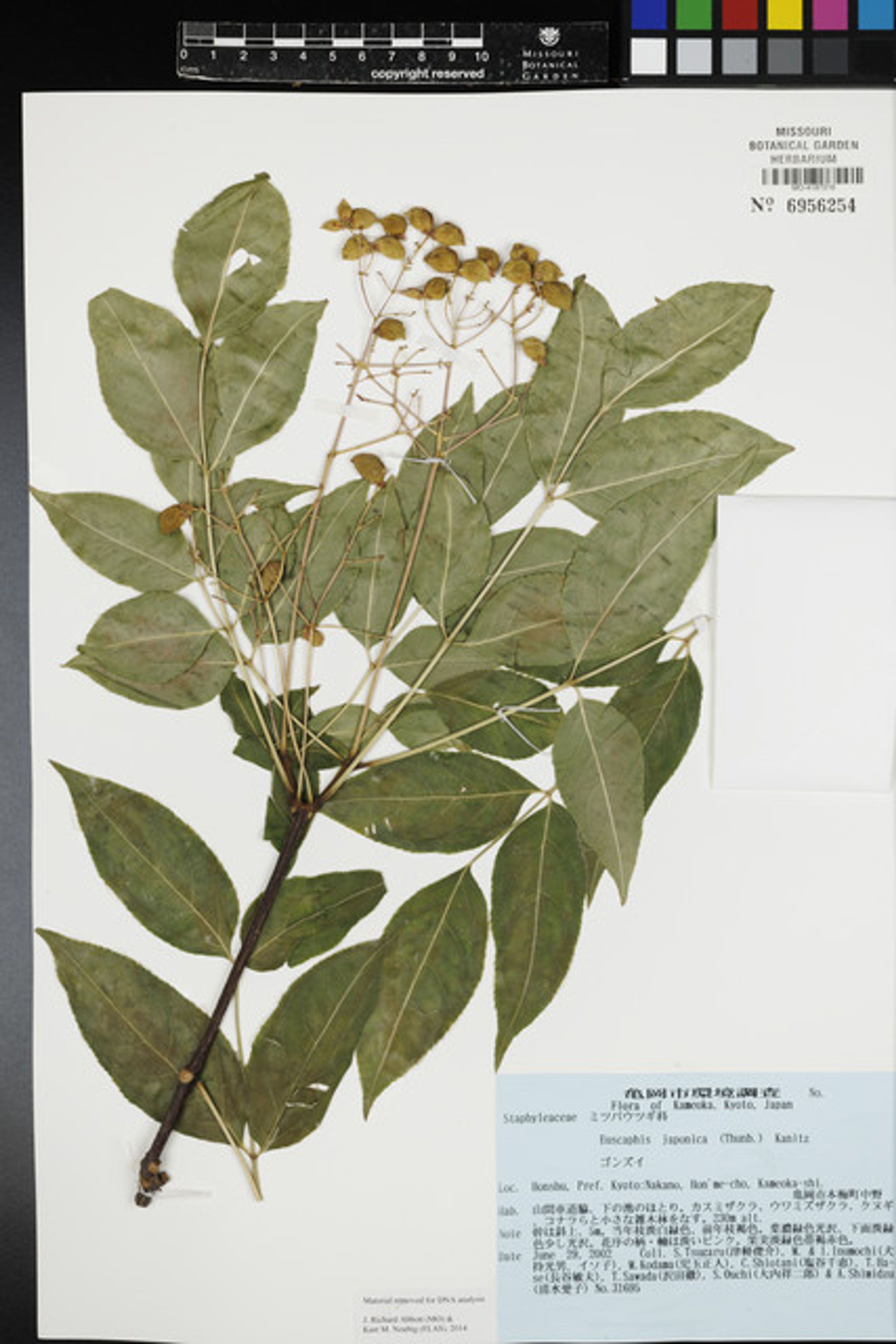 Euscaphis japonica - 33
