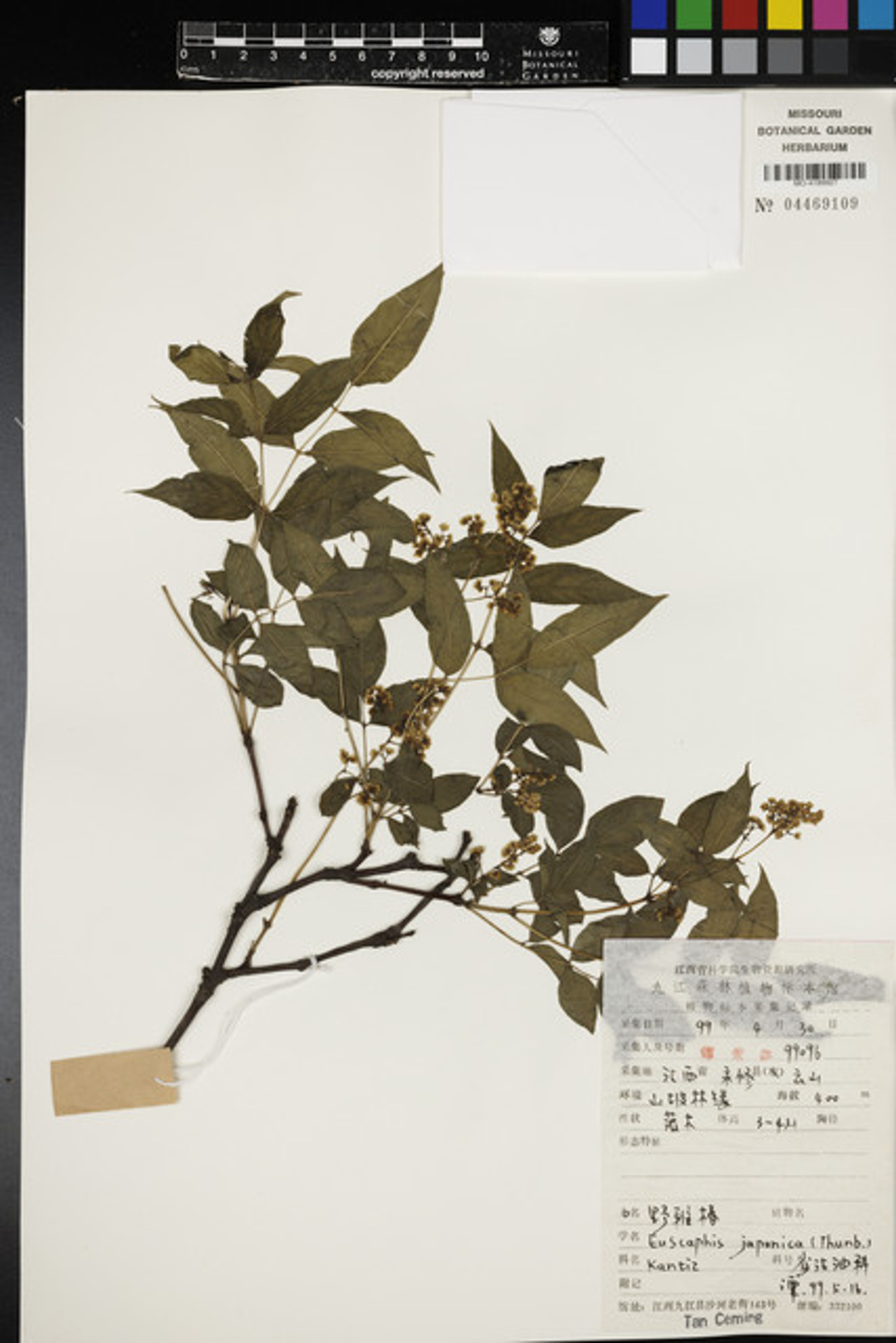 Euscaphis japonica - 124