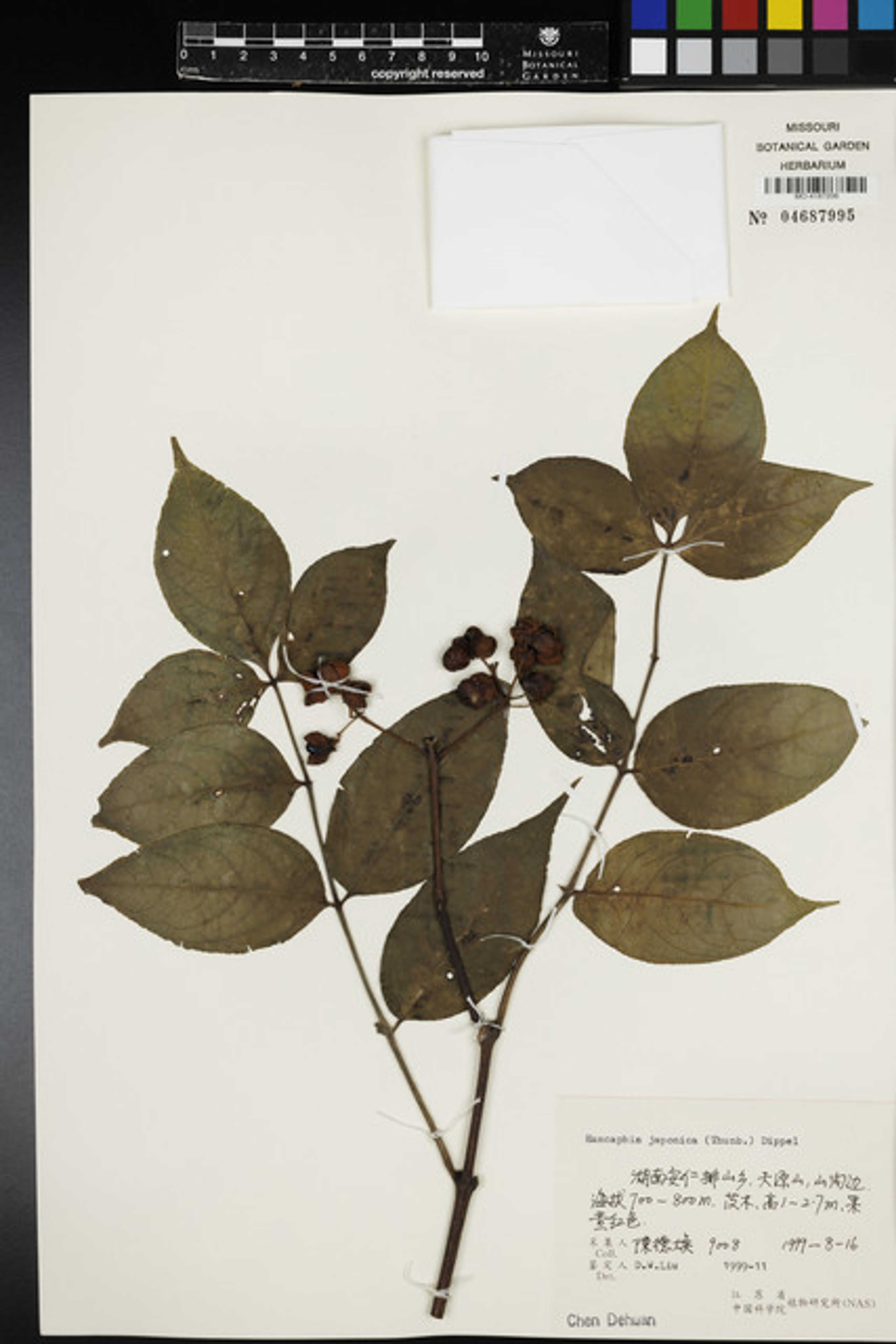 Euscaphis japonica - 105