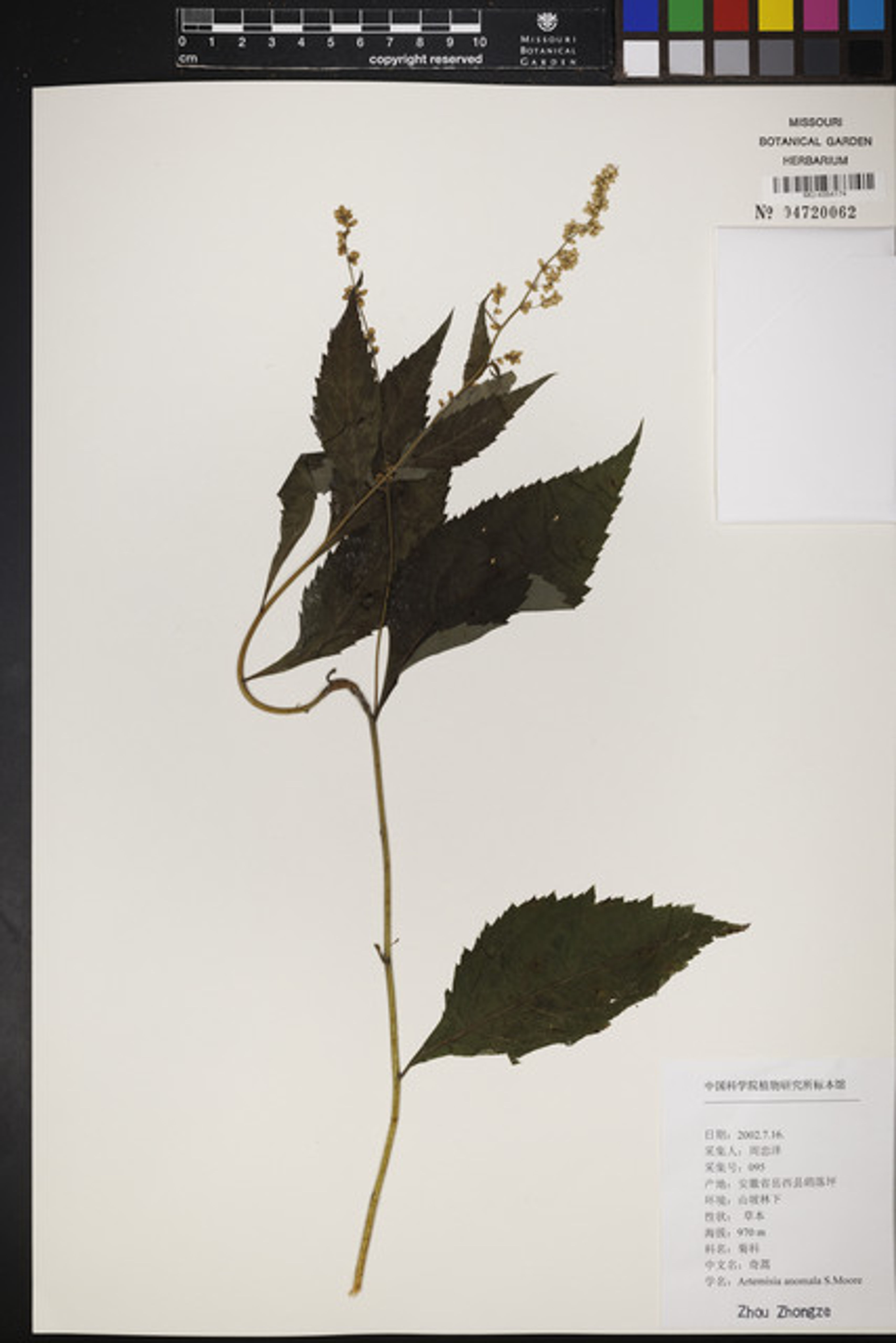 Artemisia anomala - 108