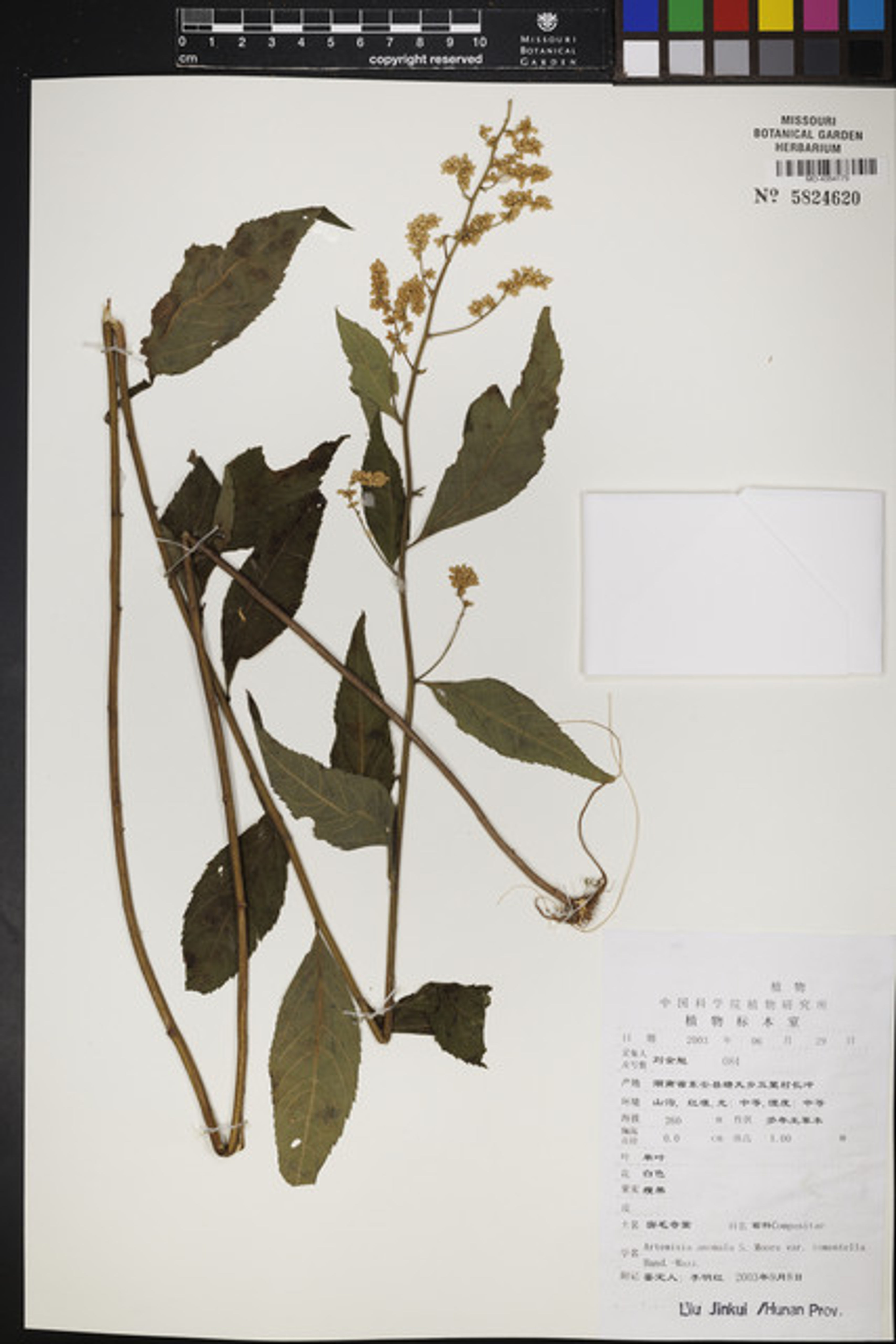 Artemisia anomala - 19