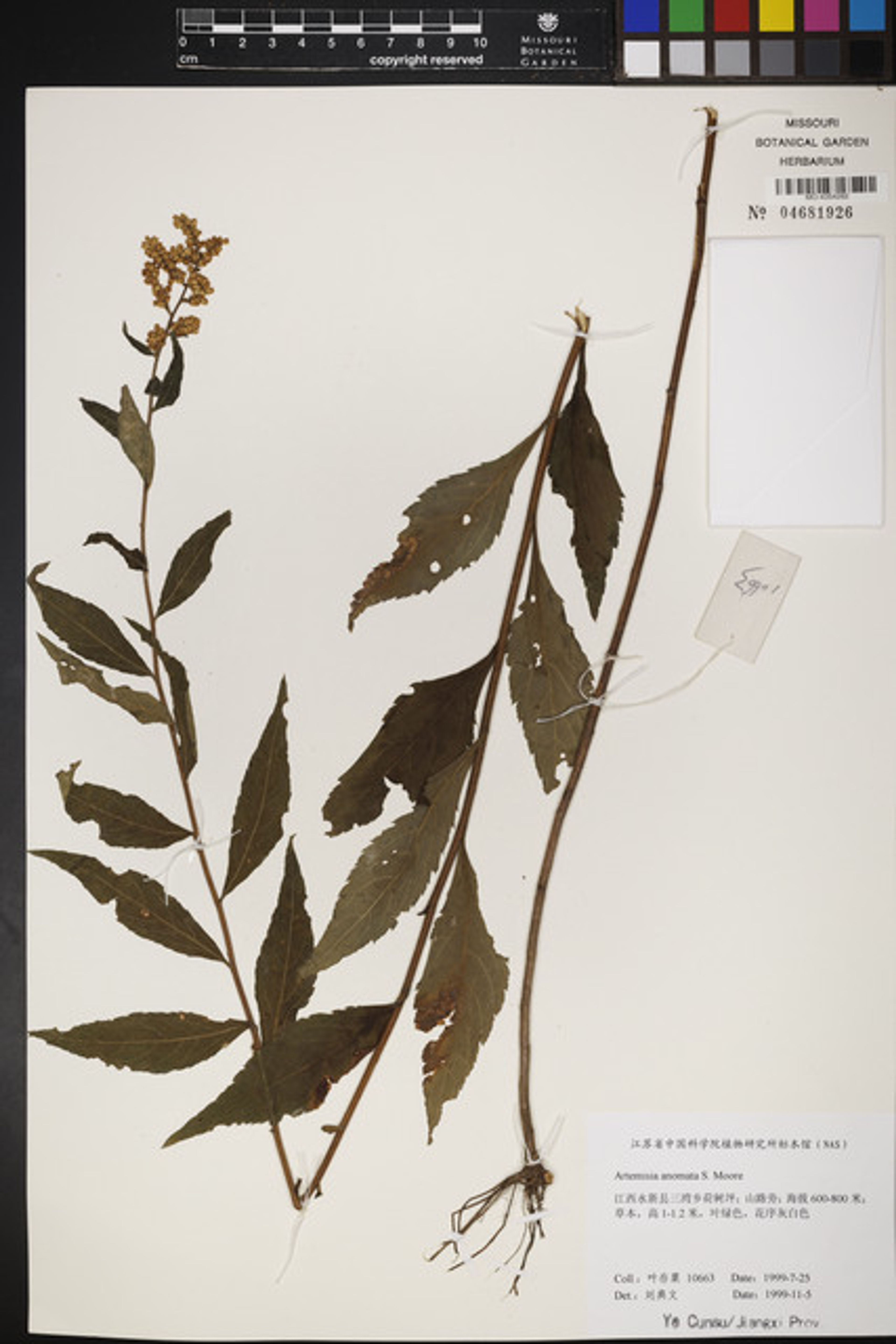 Artemisia anomala - 63