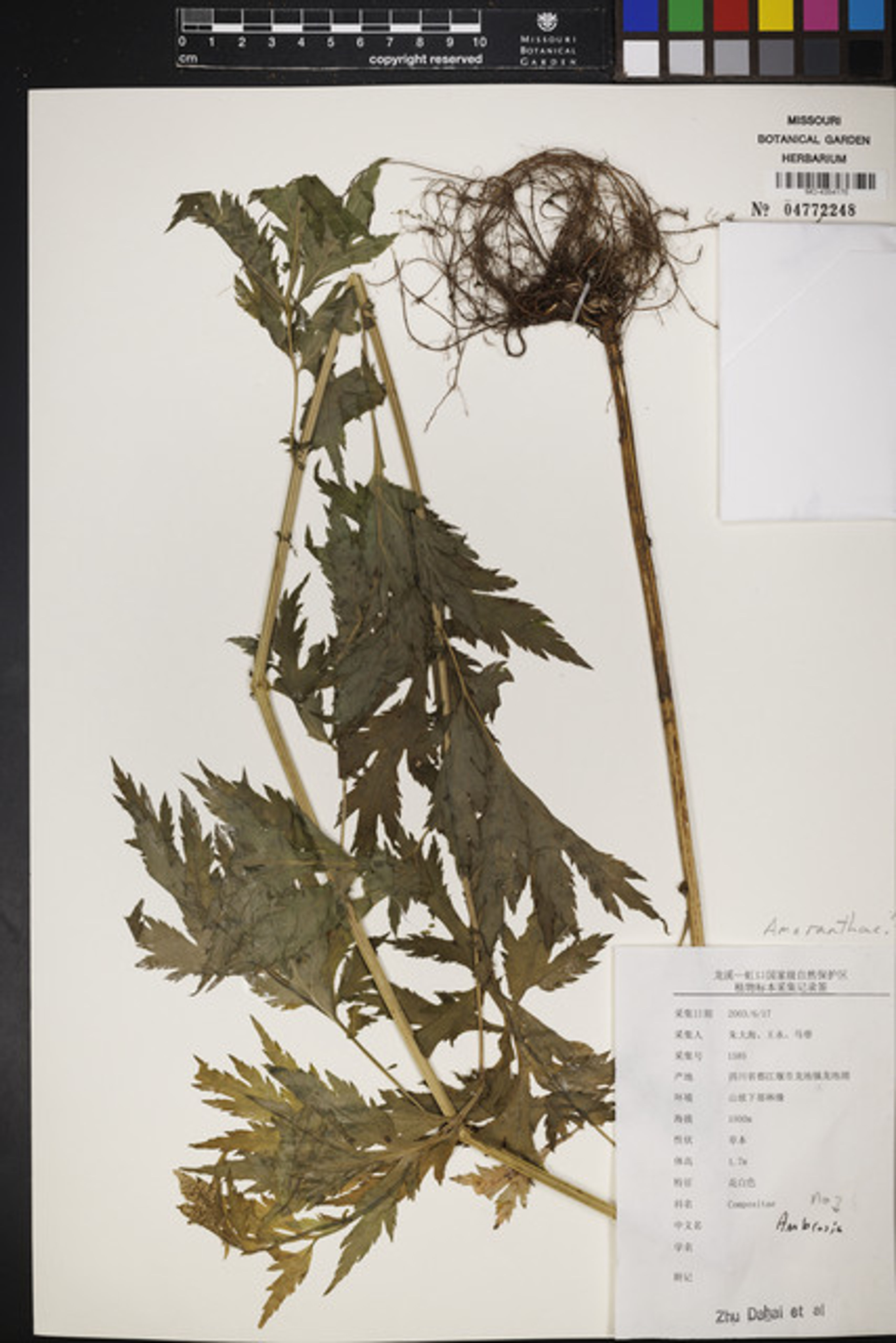Artemisia anomala - 62