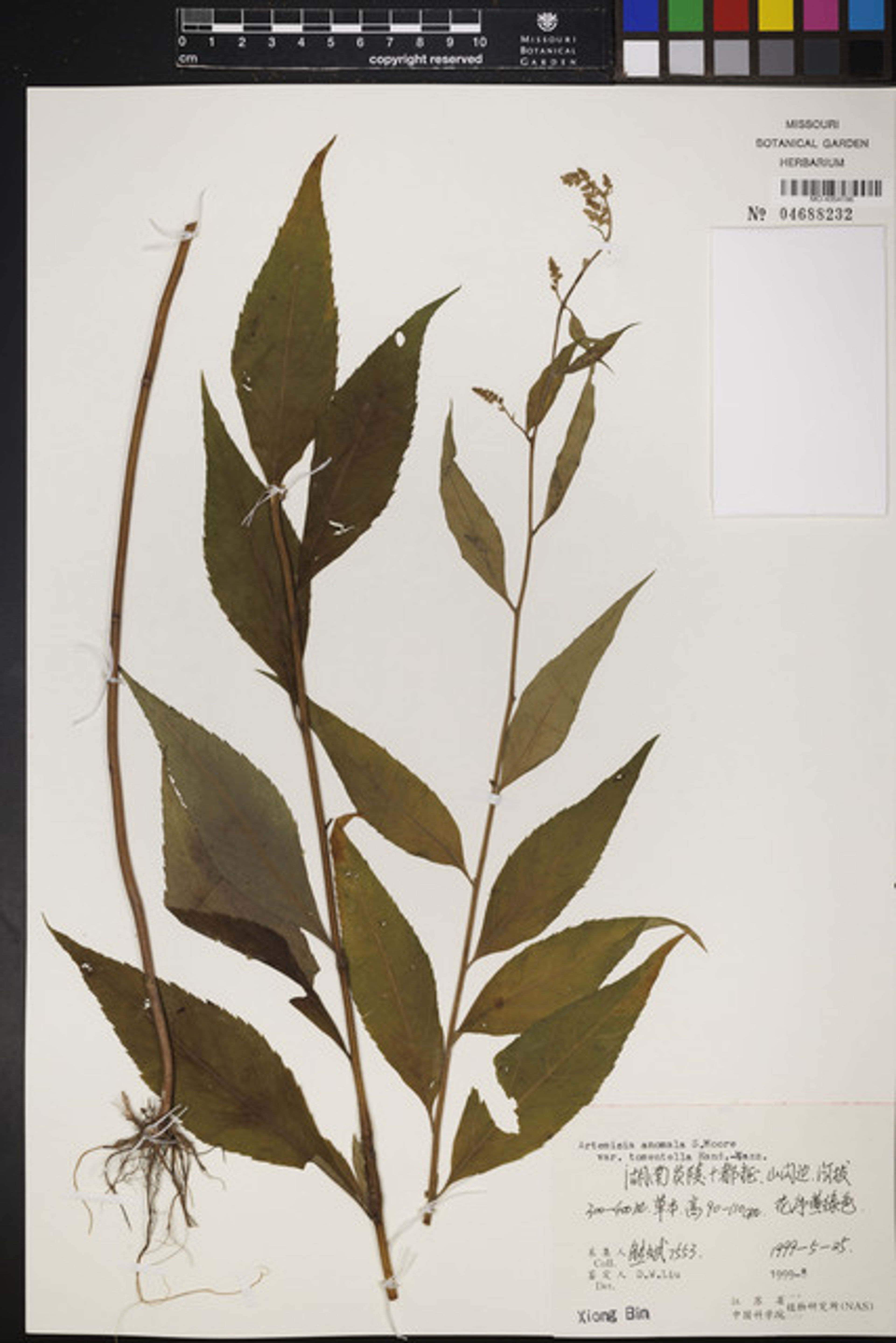 Artemisia anomala - 38
