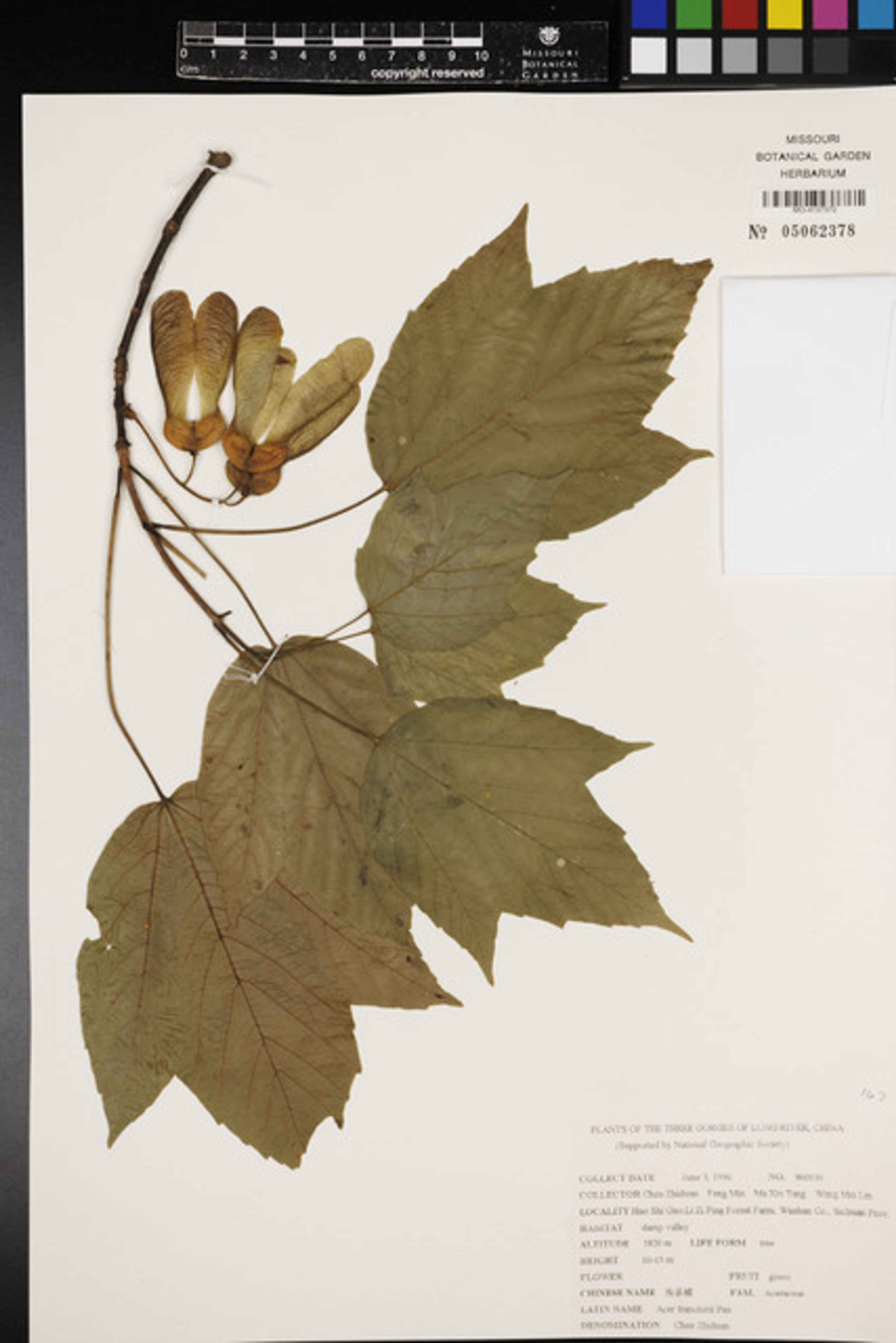 Acer sterculiaceum - 30