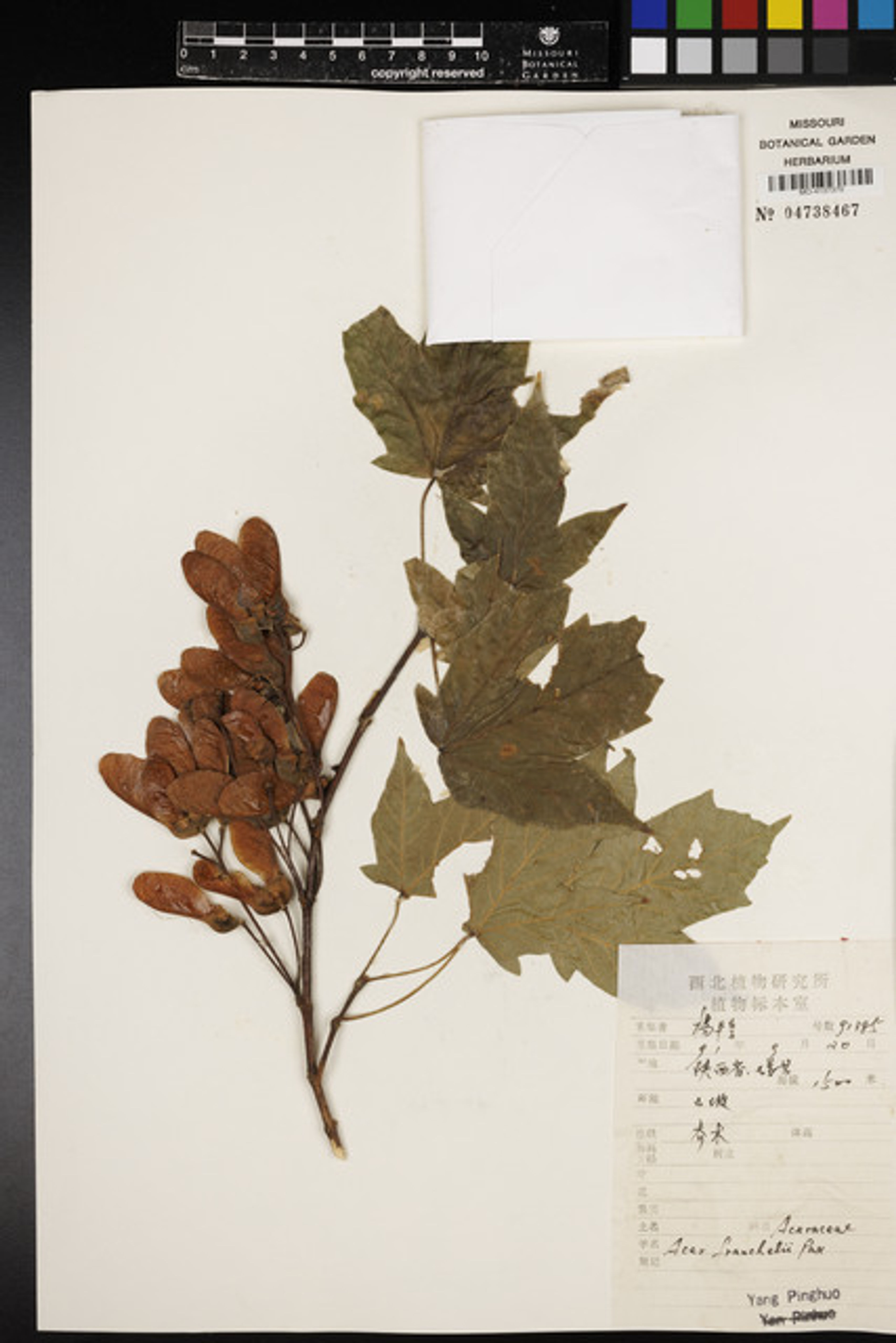 Acer sterculiaceum - 55
