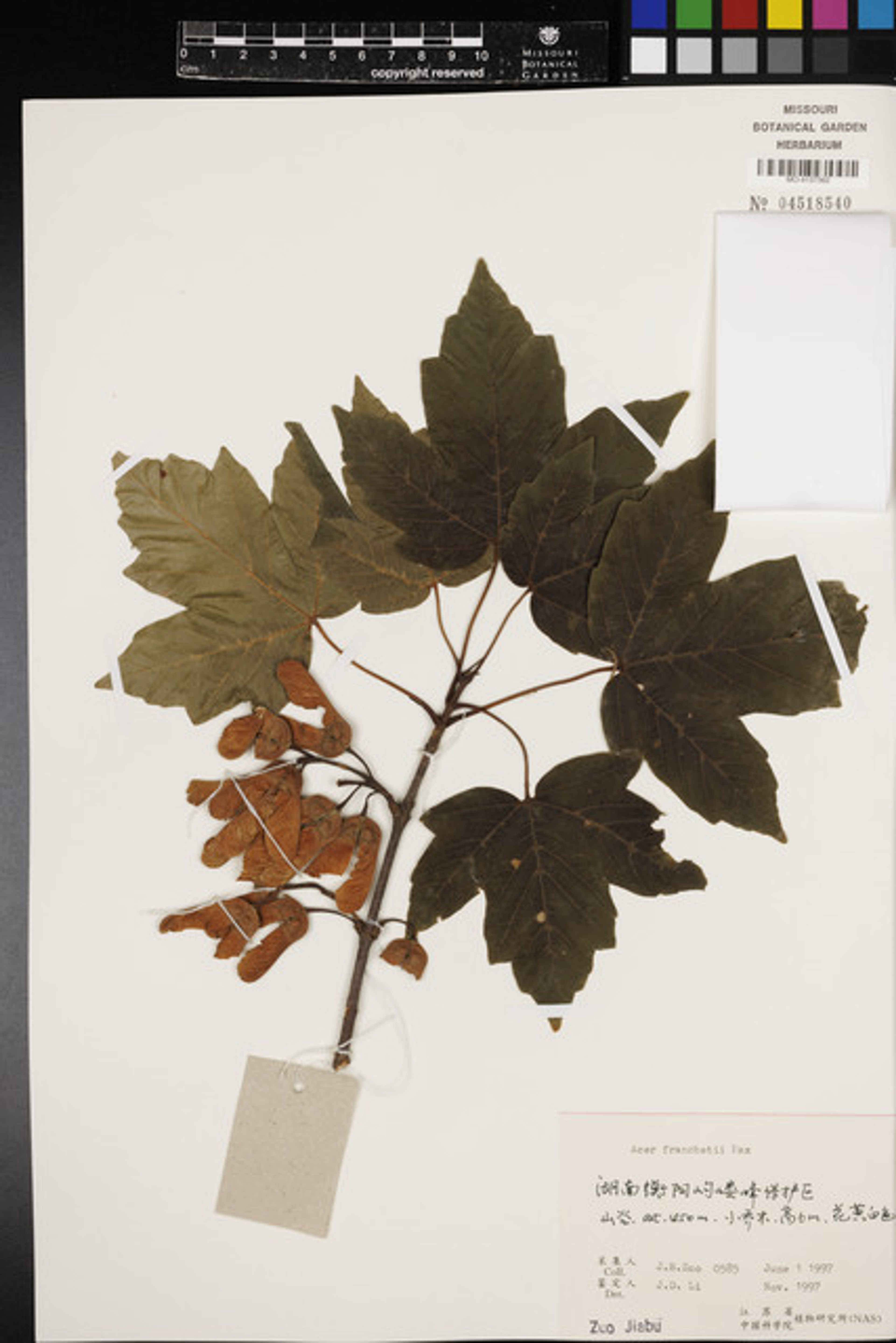 Acer sterculiaceum - 44