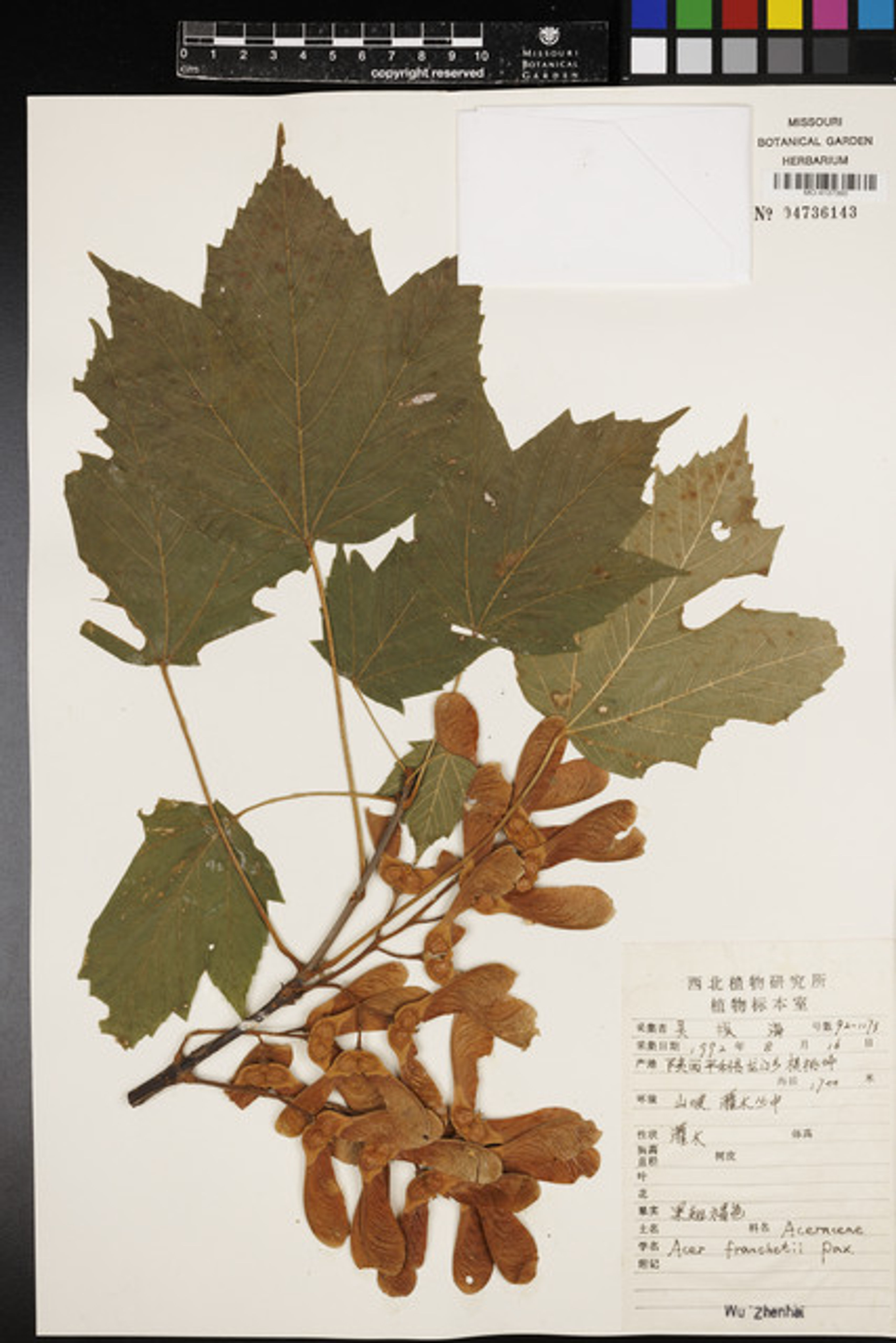 Acer sterculiaceum - 53