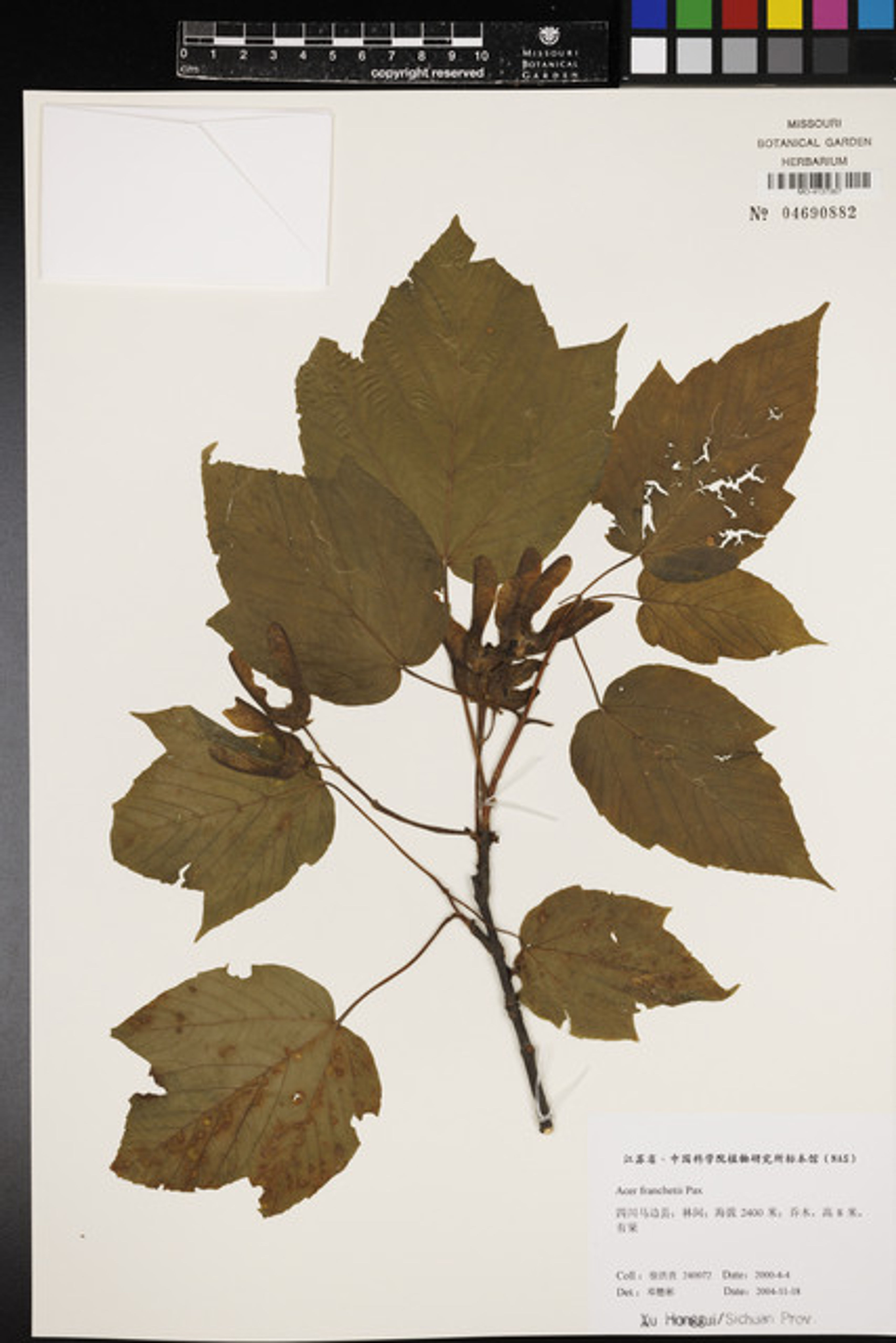 Acer sterculiaceum - 58