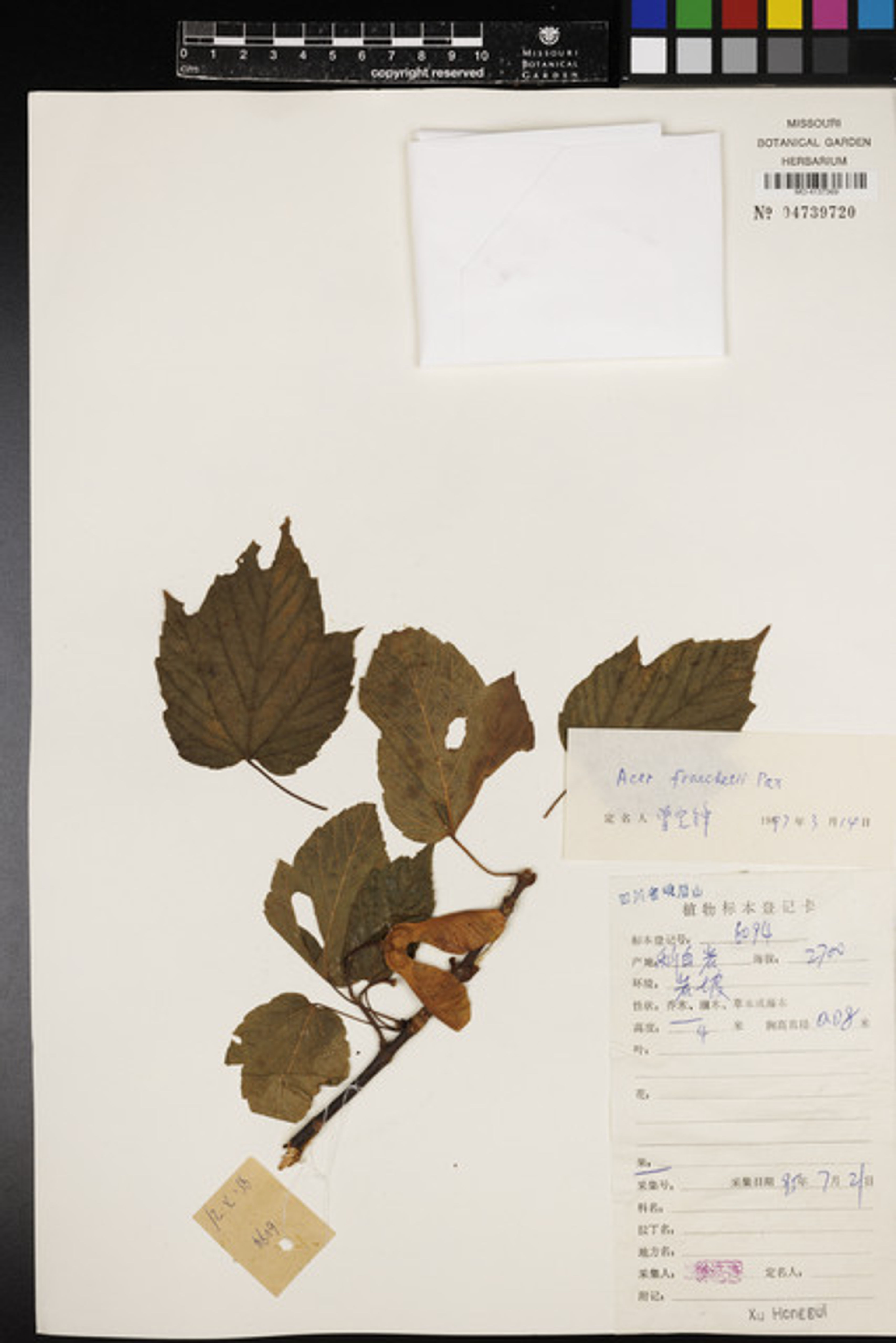 Acer sterculiaceum - 7