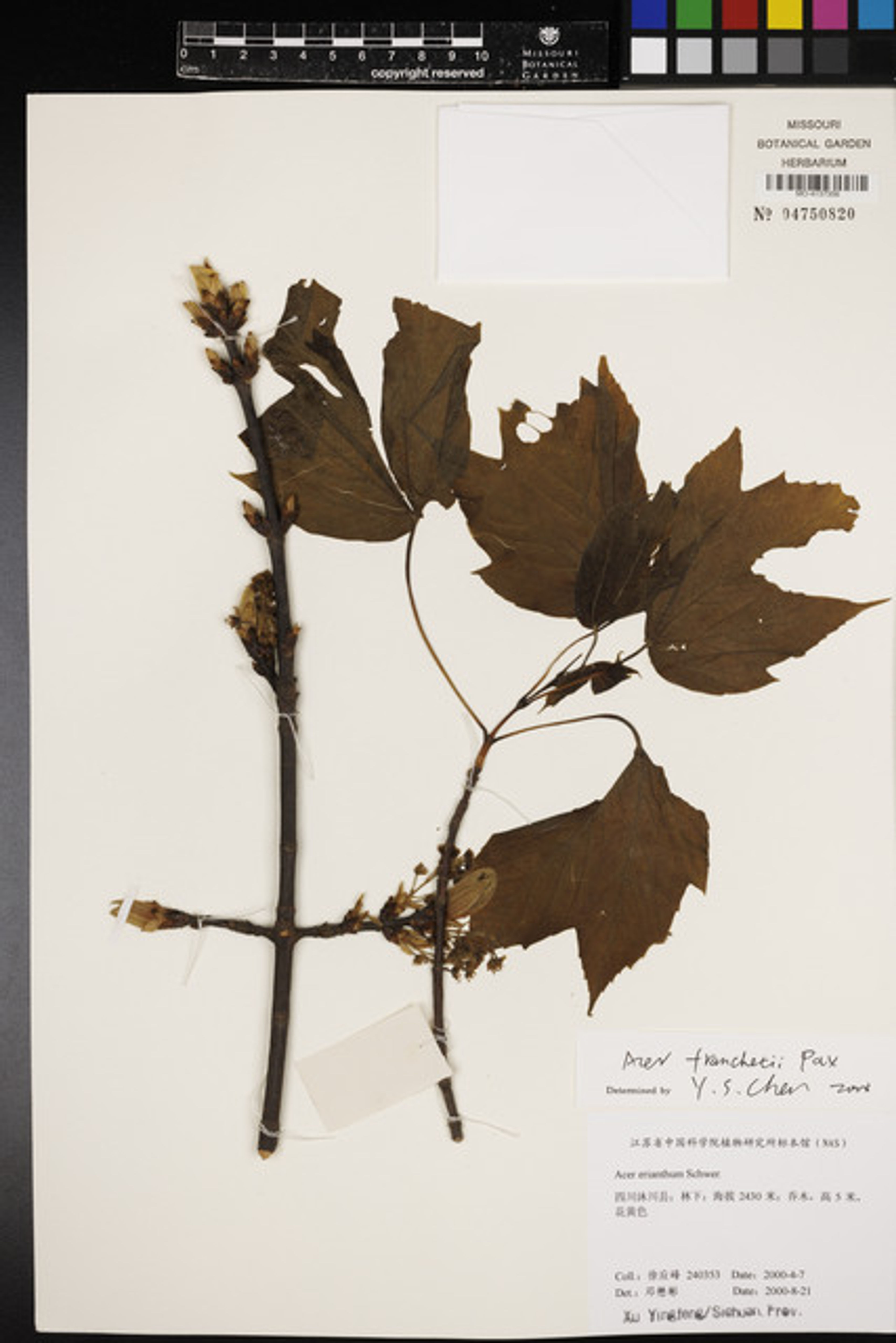 Acer sterculiaceum - 13
